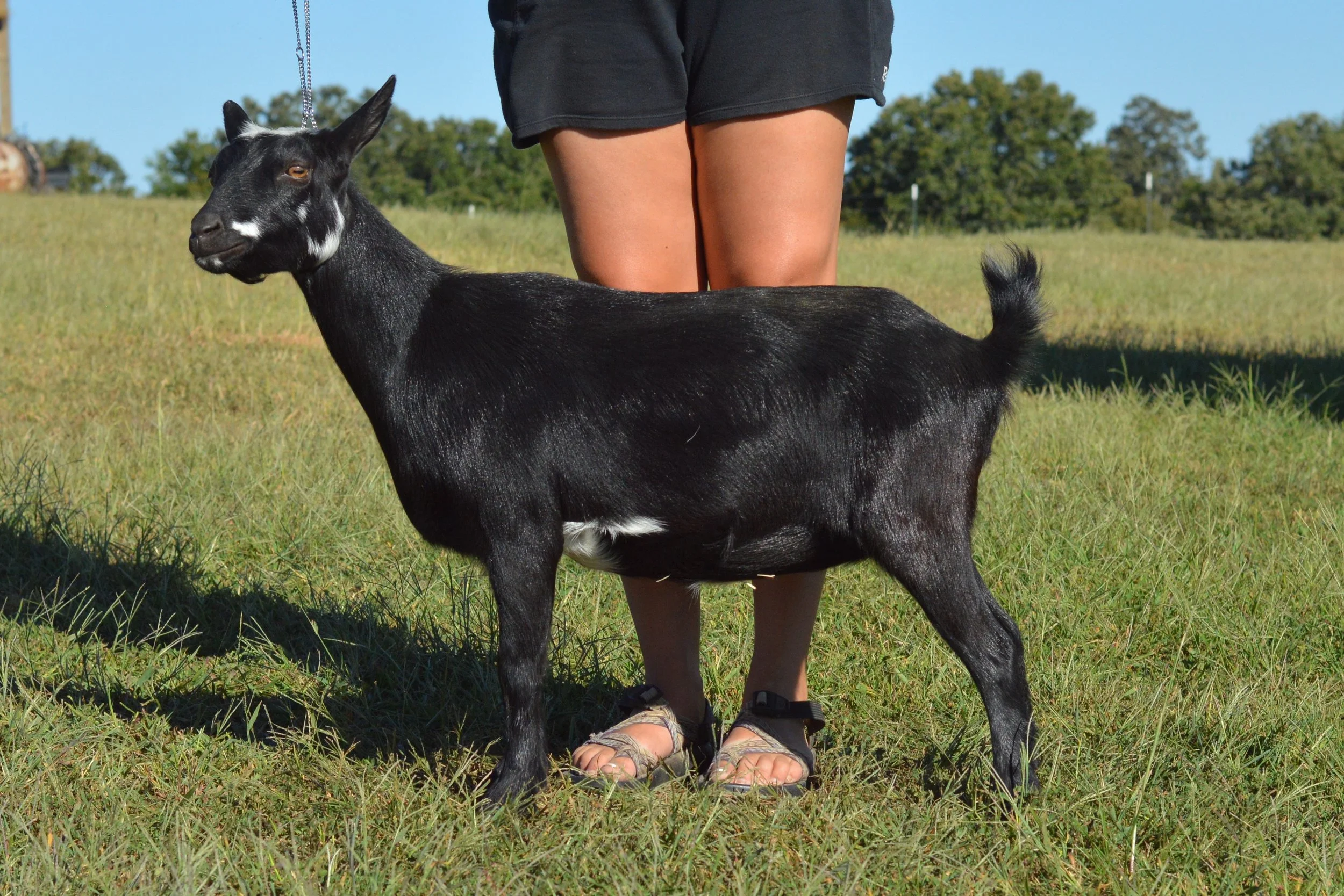 Brinkley as a dry yearling, photo taken 09/26/2022