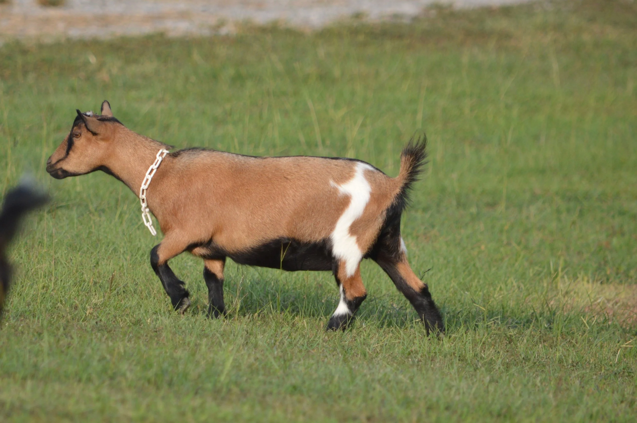 Darling as a dry yearling, photo taken 09/09/2024