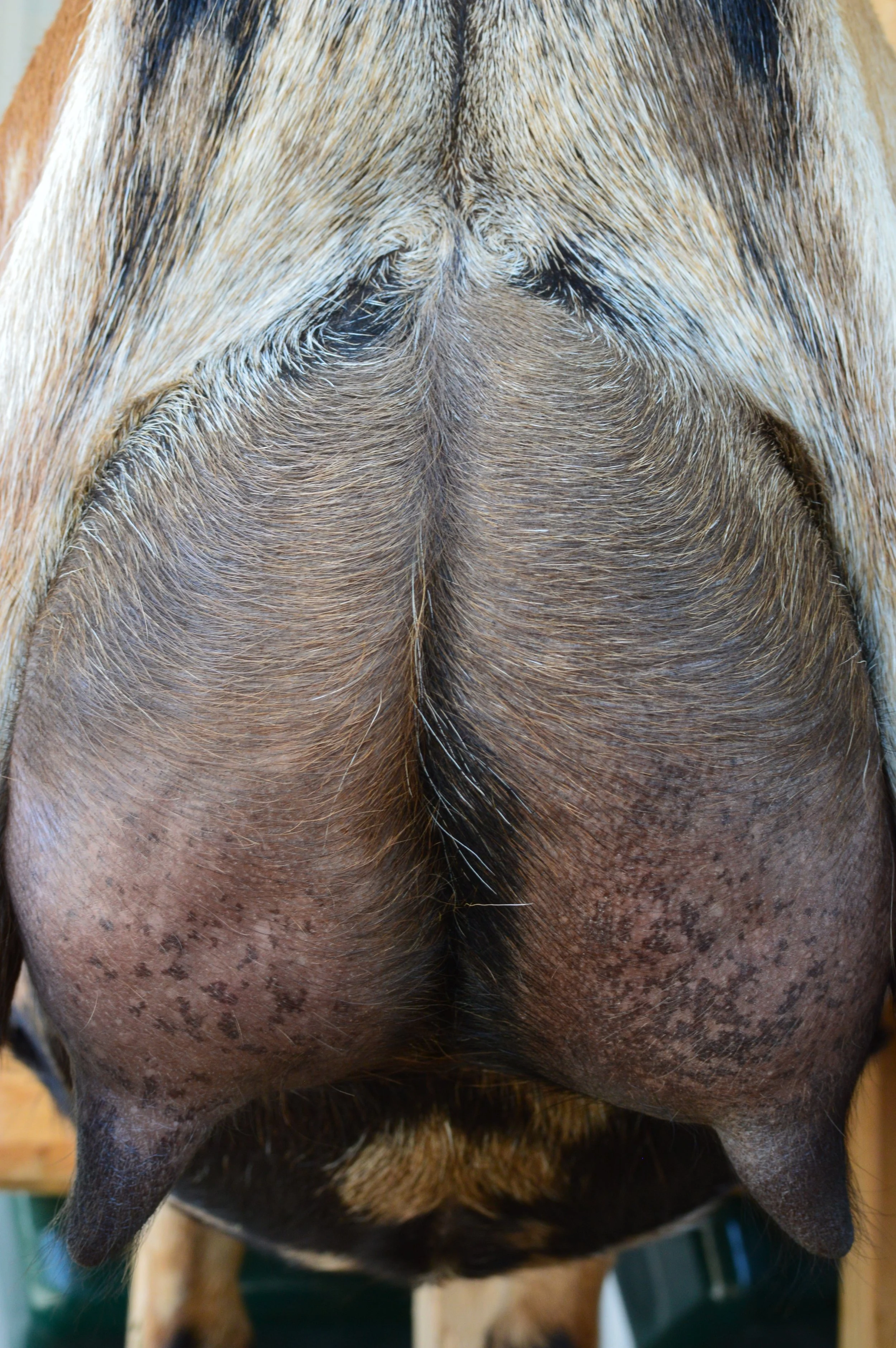 Second freshening, kidded 2/18/23 with triplets, 2 does (1 DOA) & 1 buckling; photo taken 7/27/23