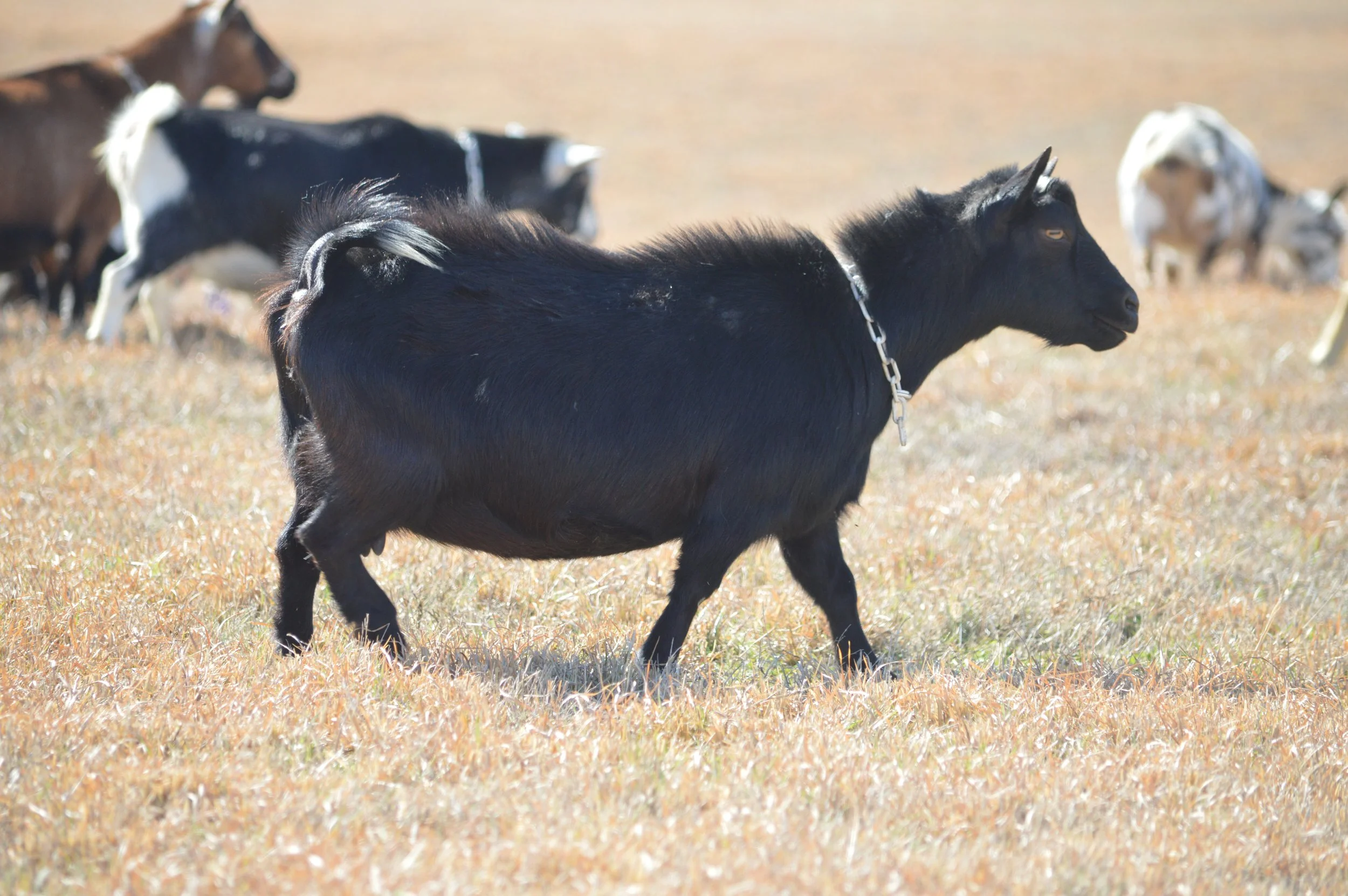 Halo pictured 02/12/2026