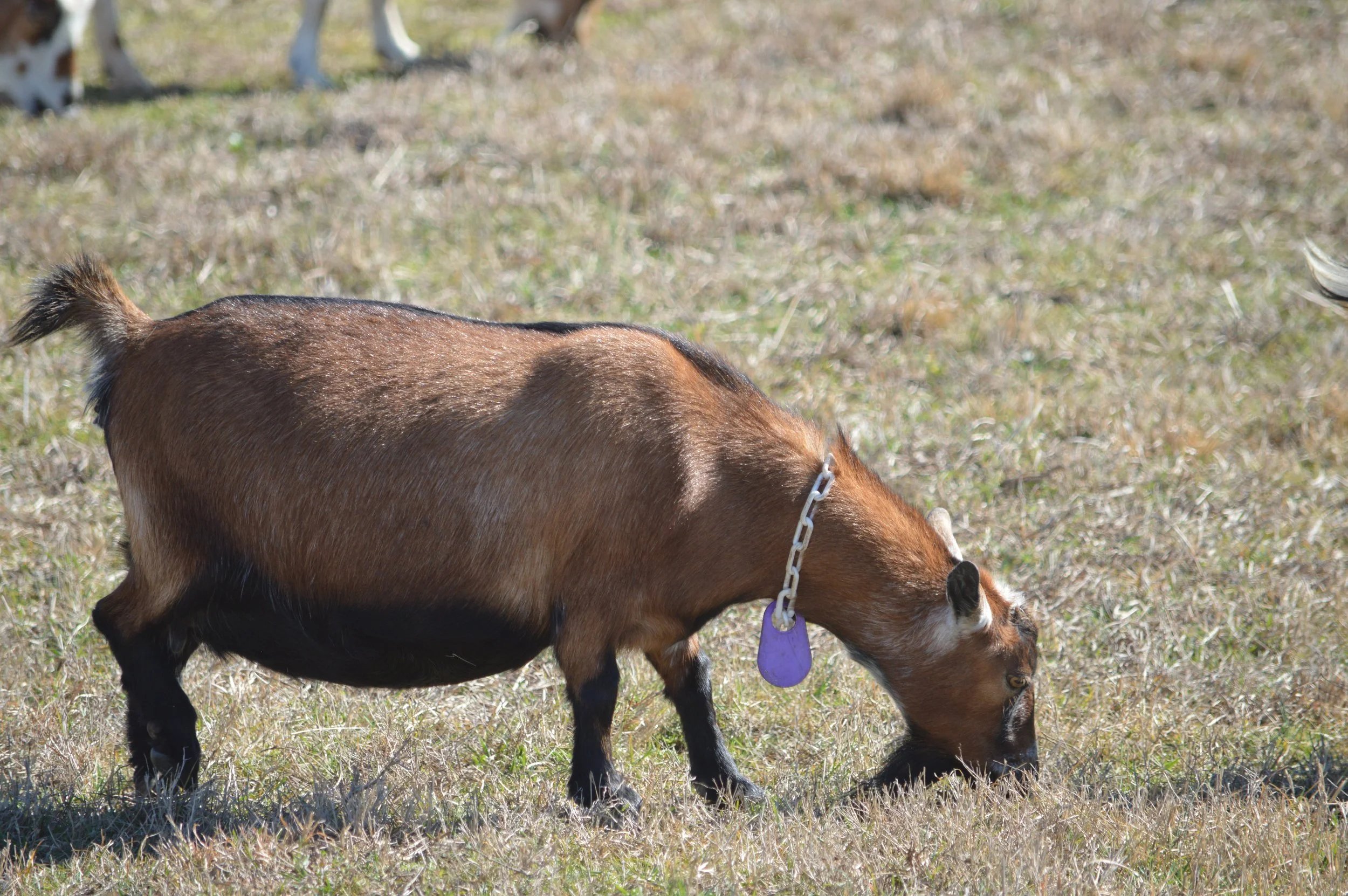 Lou pictured 2/12/26
