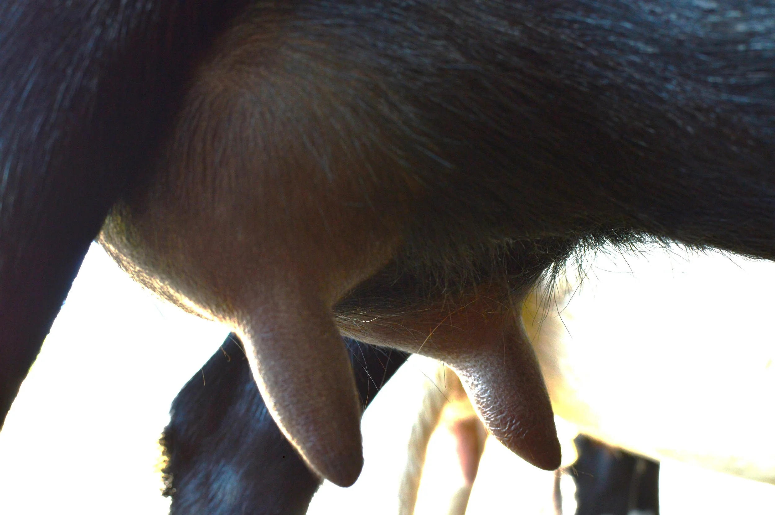 First freshening, kidded 2/10/23 with buck/doe twins; photo taken 7/27/23