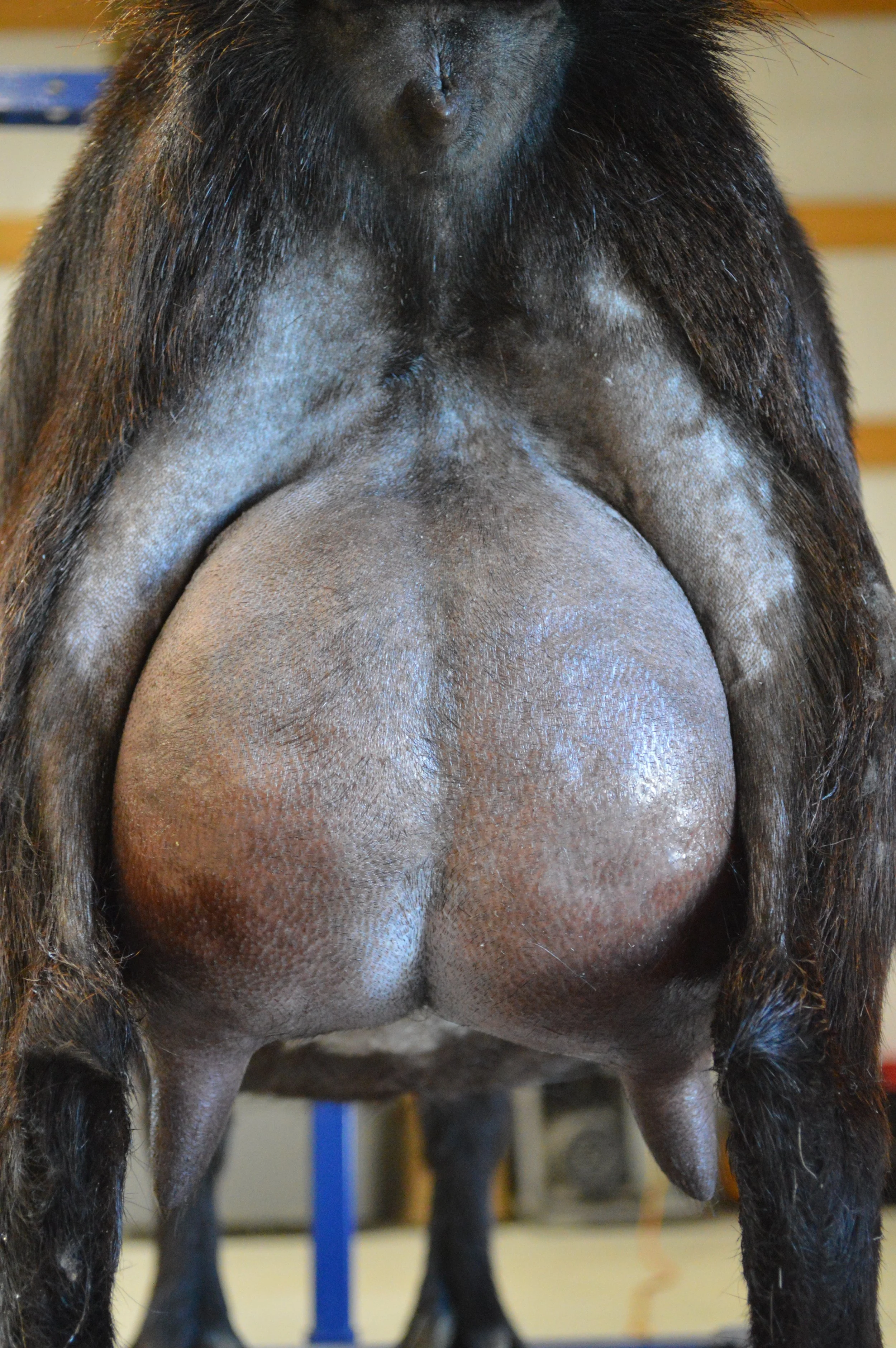 Halo's third freshening, photo taken 03/08/2022 (freshened 02/04/2022)