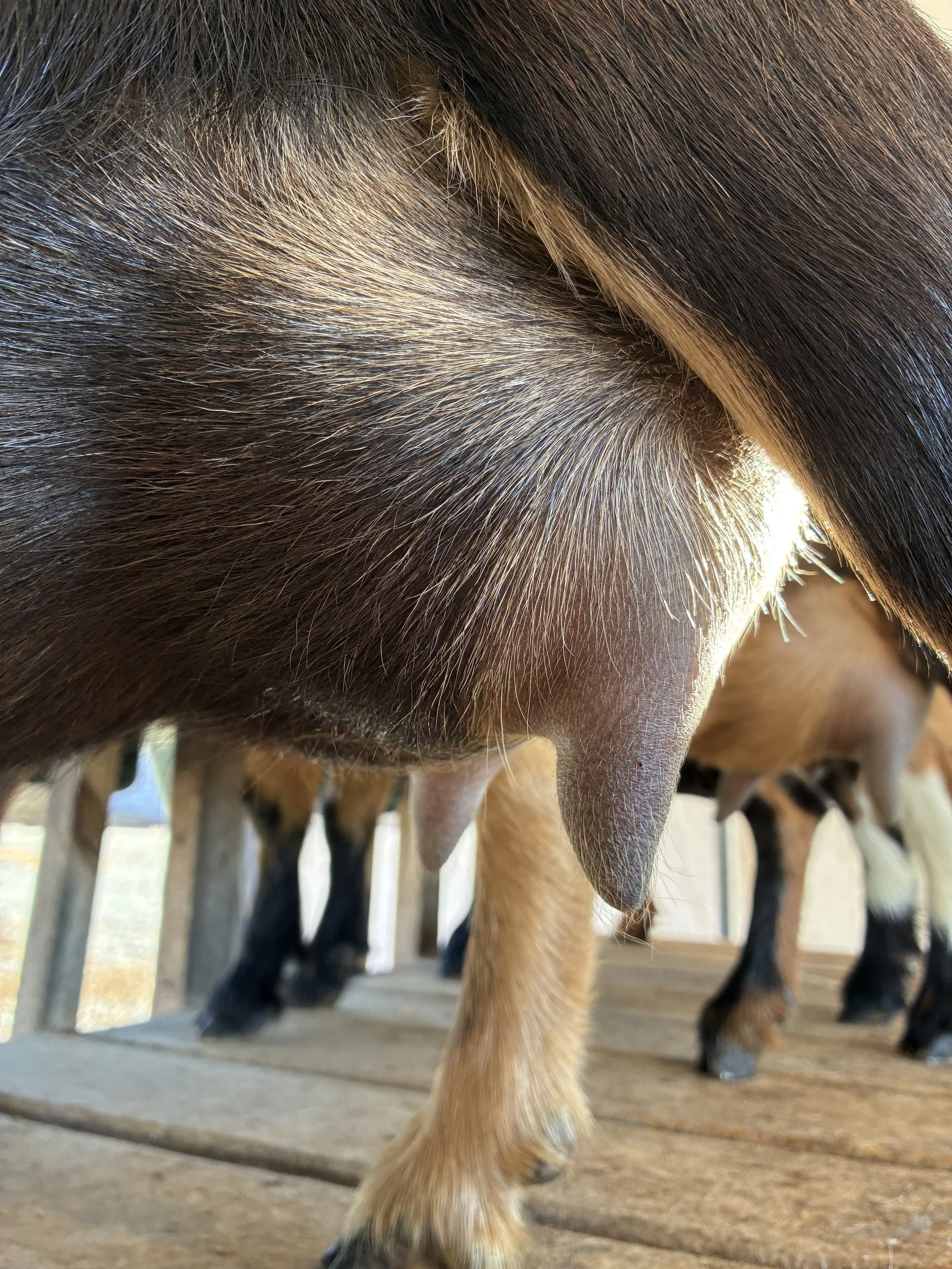 Chunky (2F) pictured 10/19/25