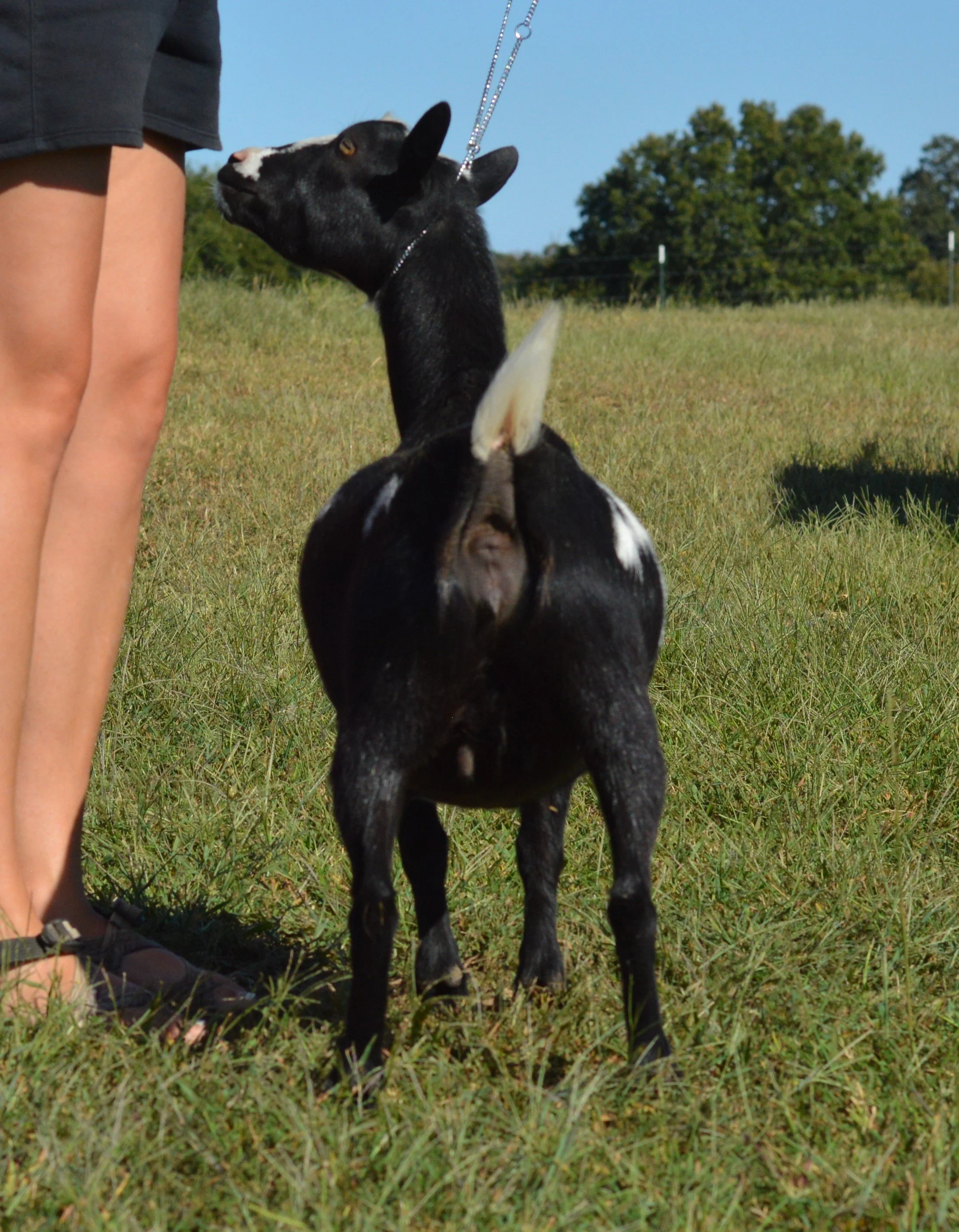 Candy as a dry yearling, photo taken 09/26/2022