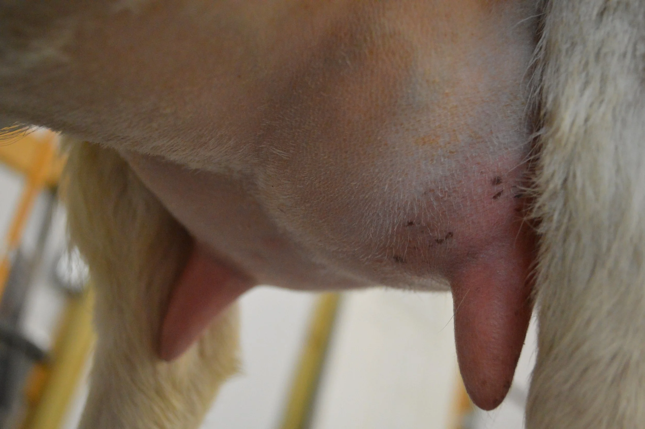 Ajax's 5th freshening, photo taken 03/08/2022 (freshened 02/25/2022)