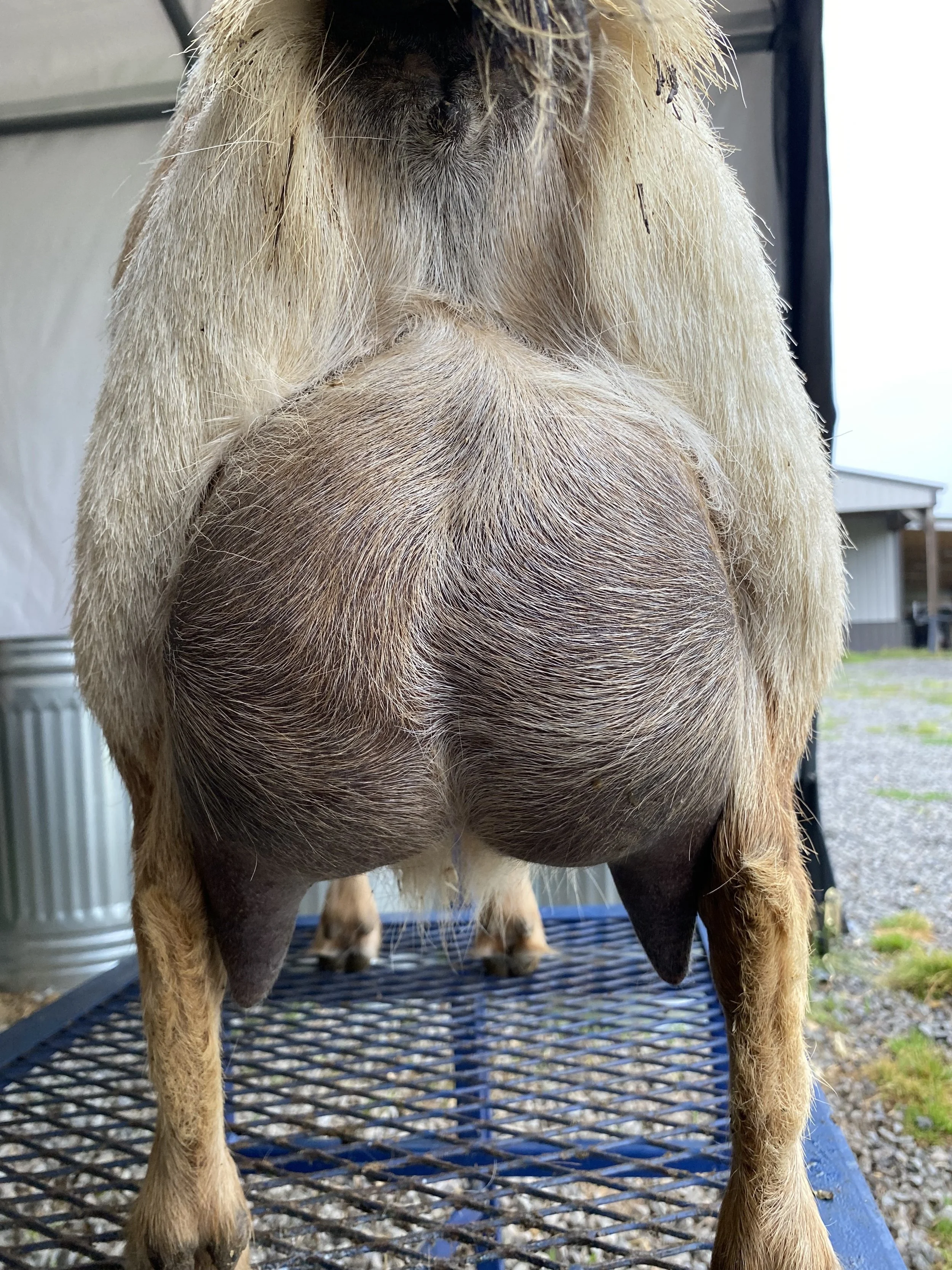 Rosie pictured 5/1/25 as a 10 year old