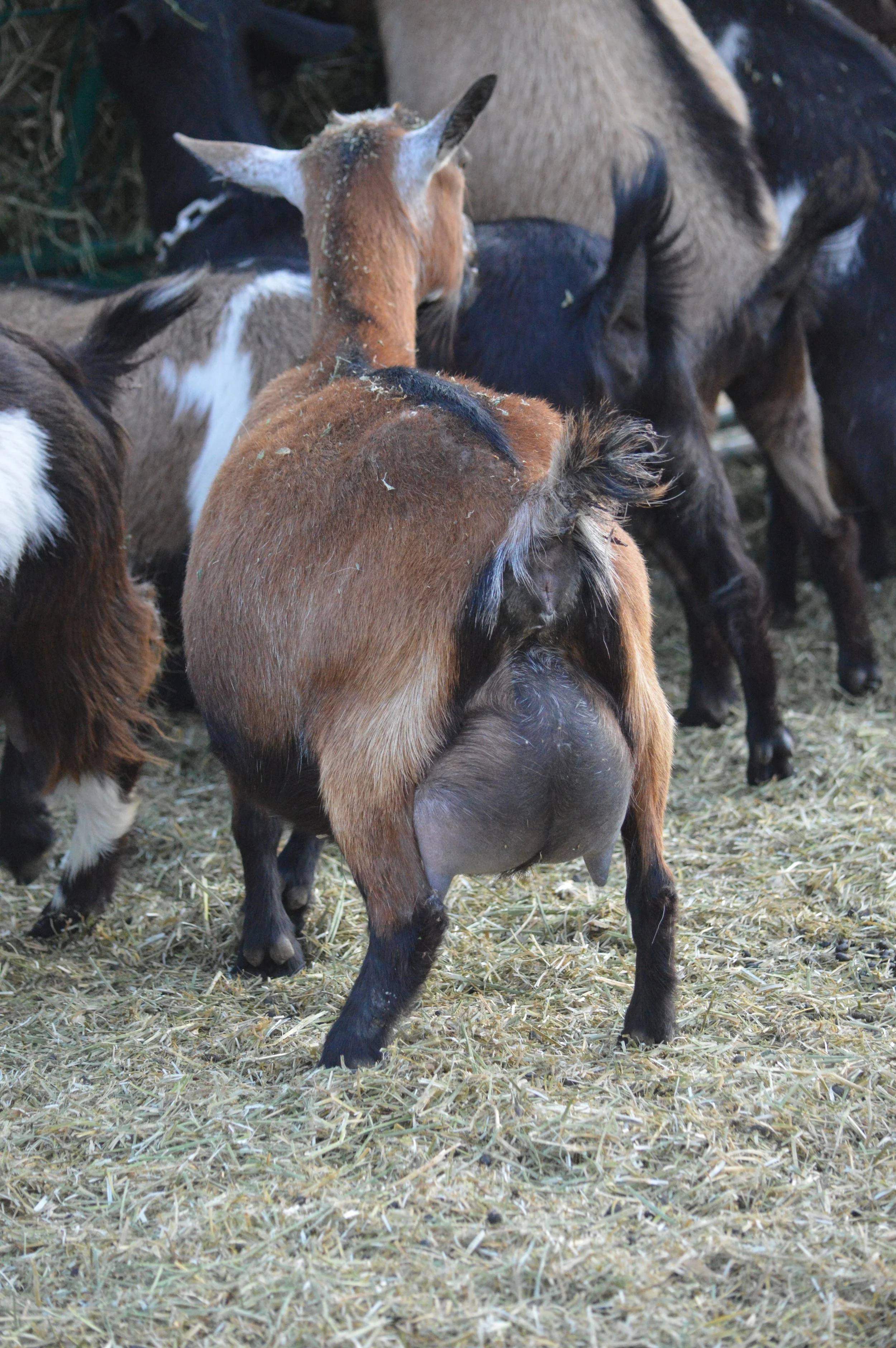 Second freshening, photo taken 03/25/2025 (freshened 03/10/2025)