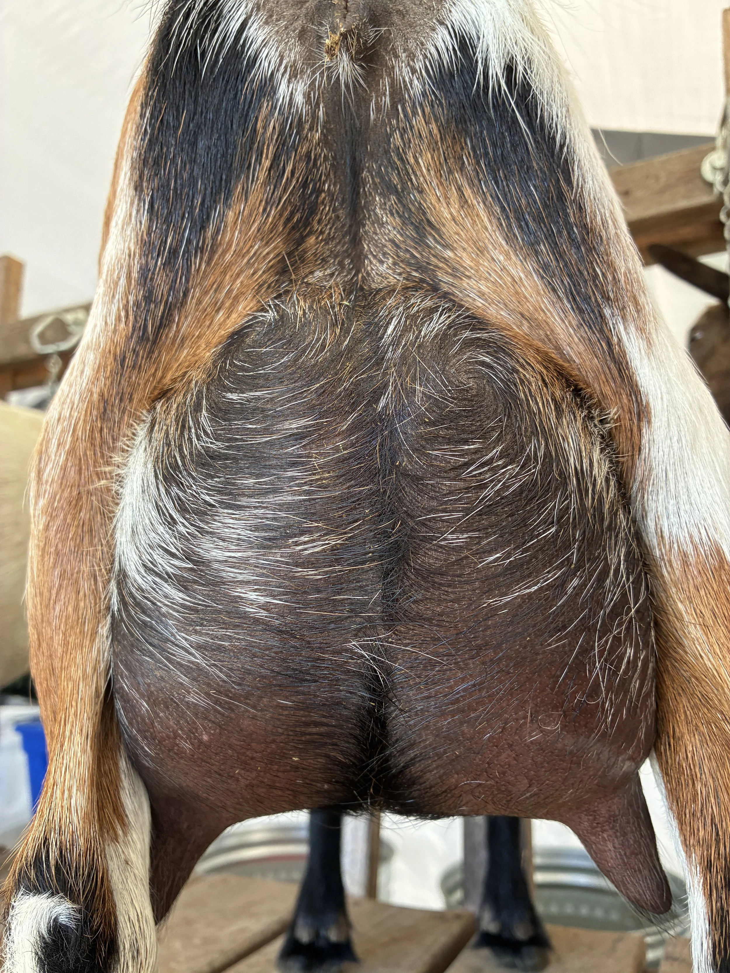 Abilene (2F) pictured 7/22/25