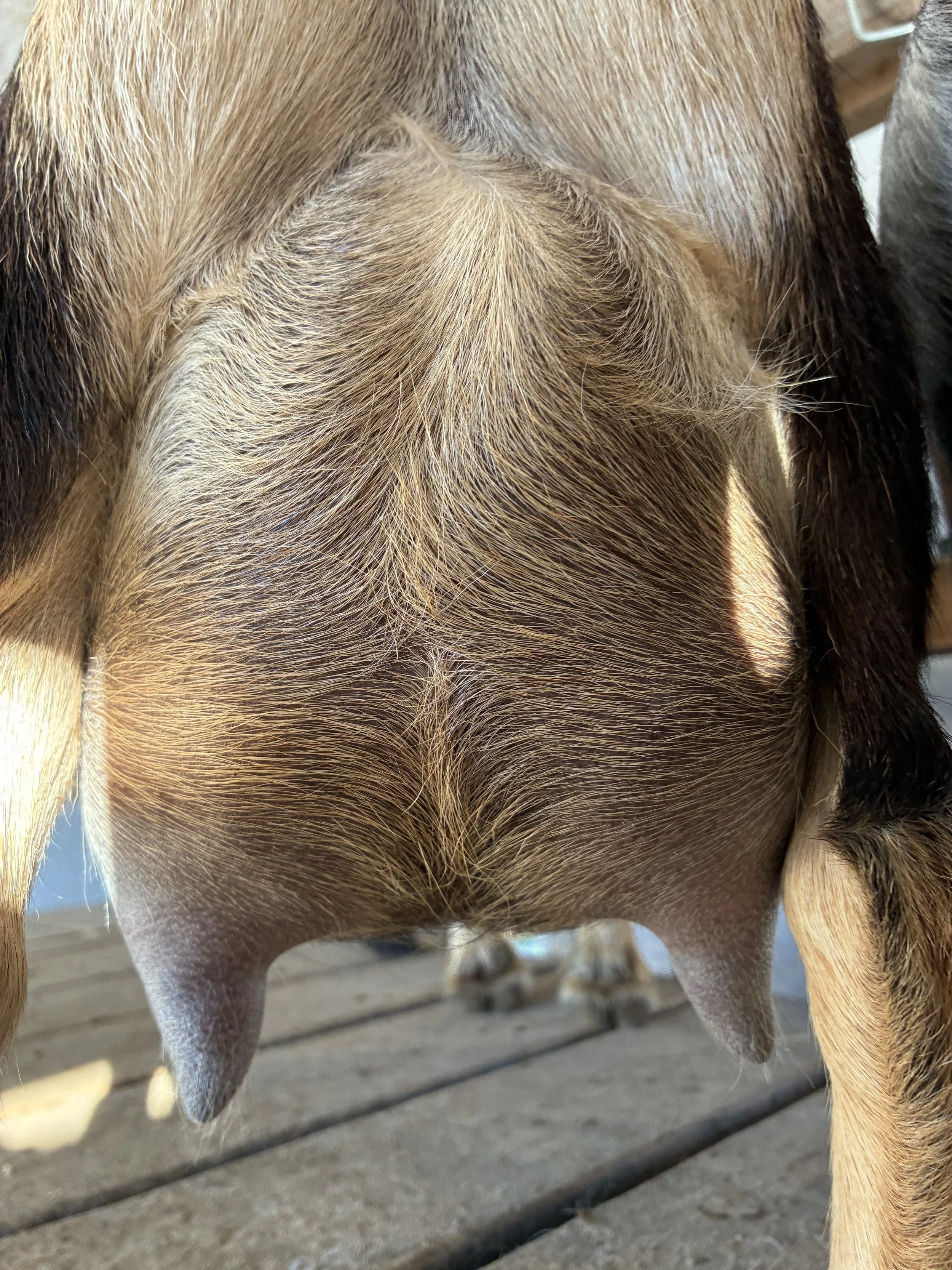 Chunky (2F) pictured 10/19/25