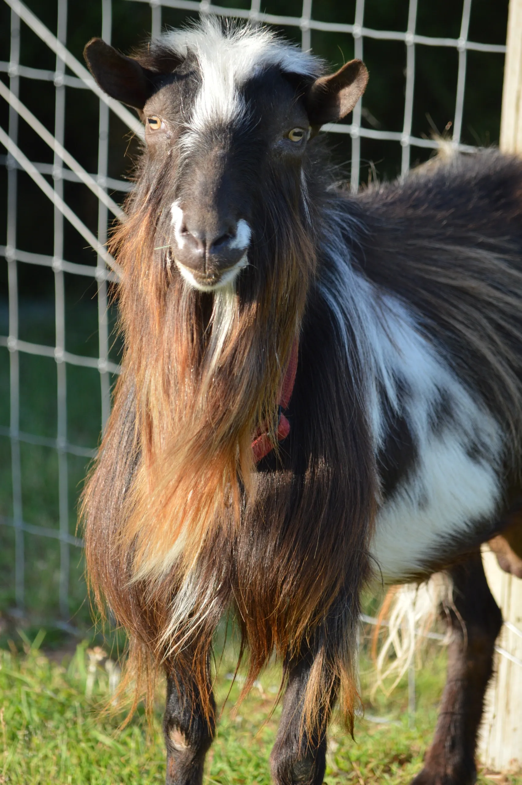 Curry, photo taken 06/27/2021