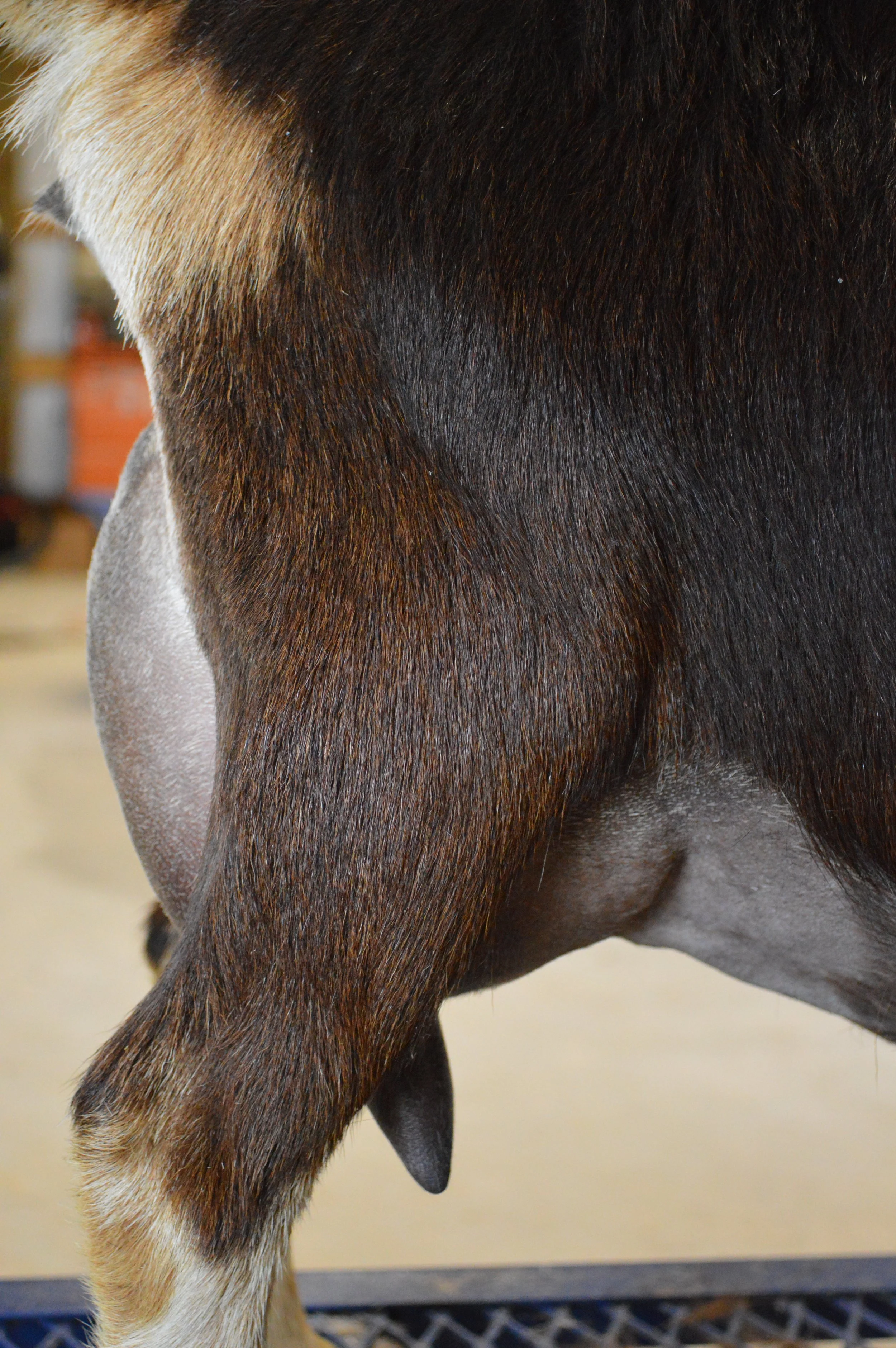 Tippy's second freshening, photo taken 03/08/2022 (freshened 02/07/2022)