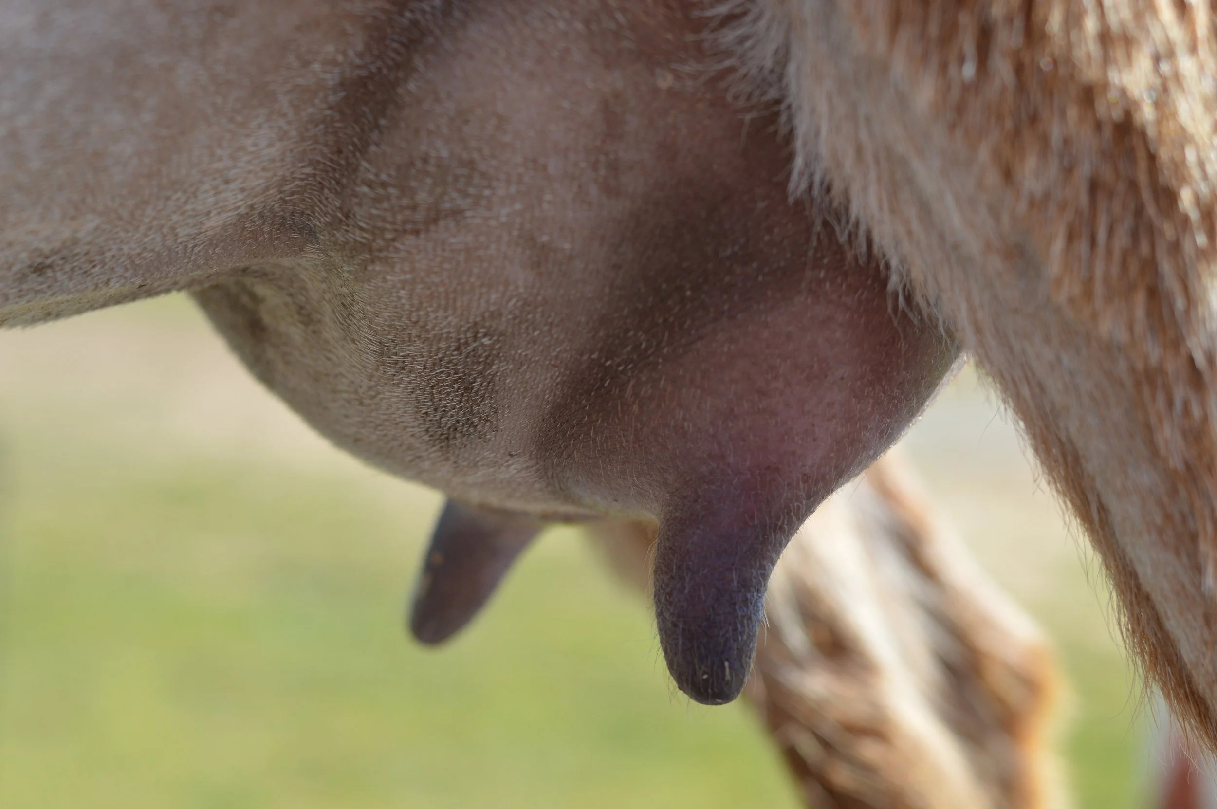 Love's first freshening, photo taken 03/29/2023 (freshened 03/10/2023)