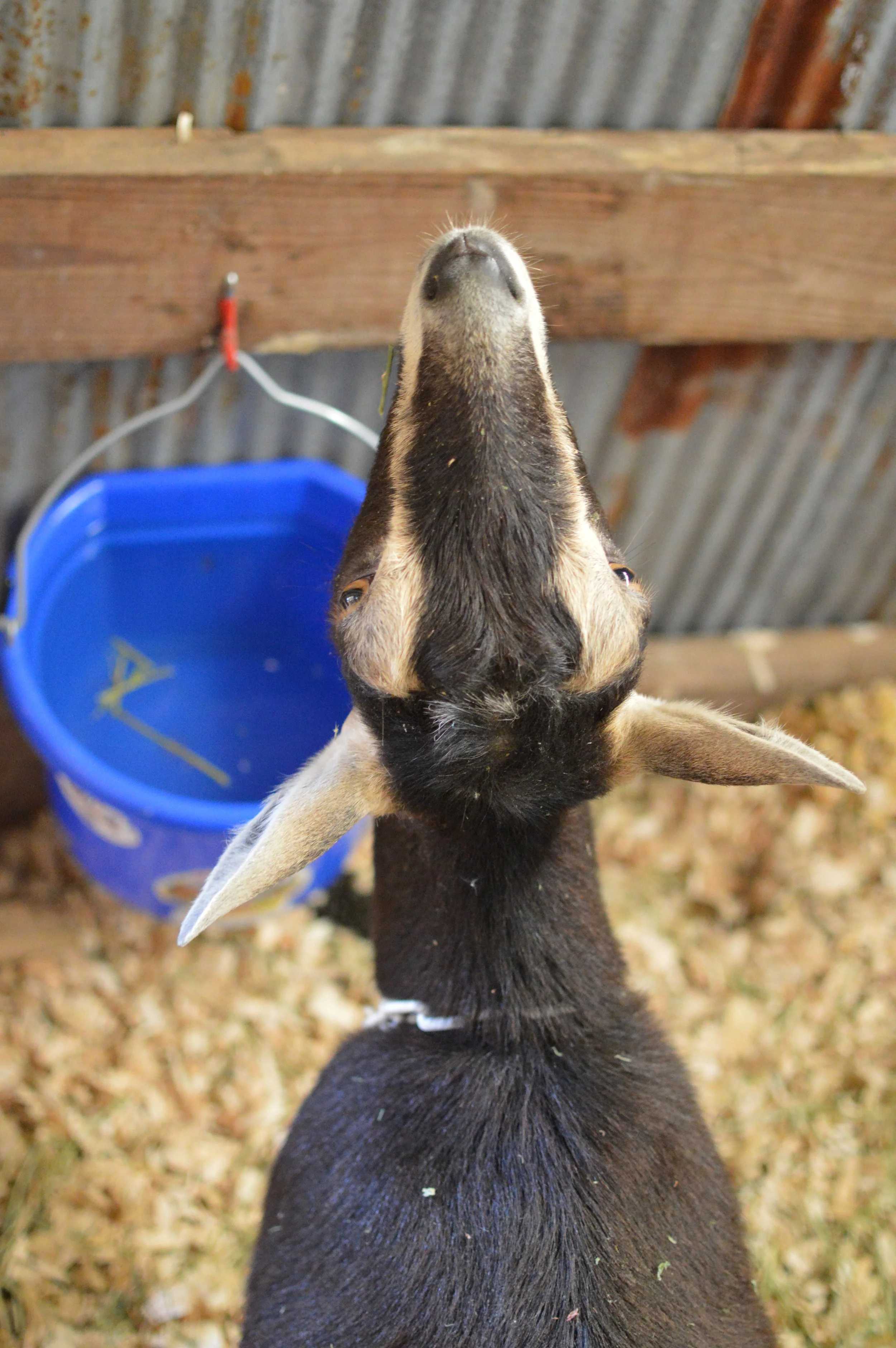 2025 just prior to kidding