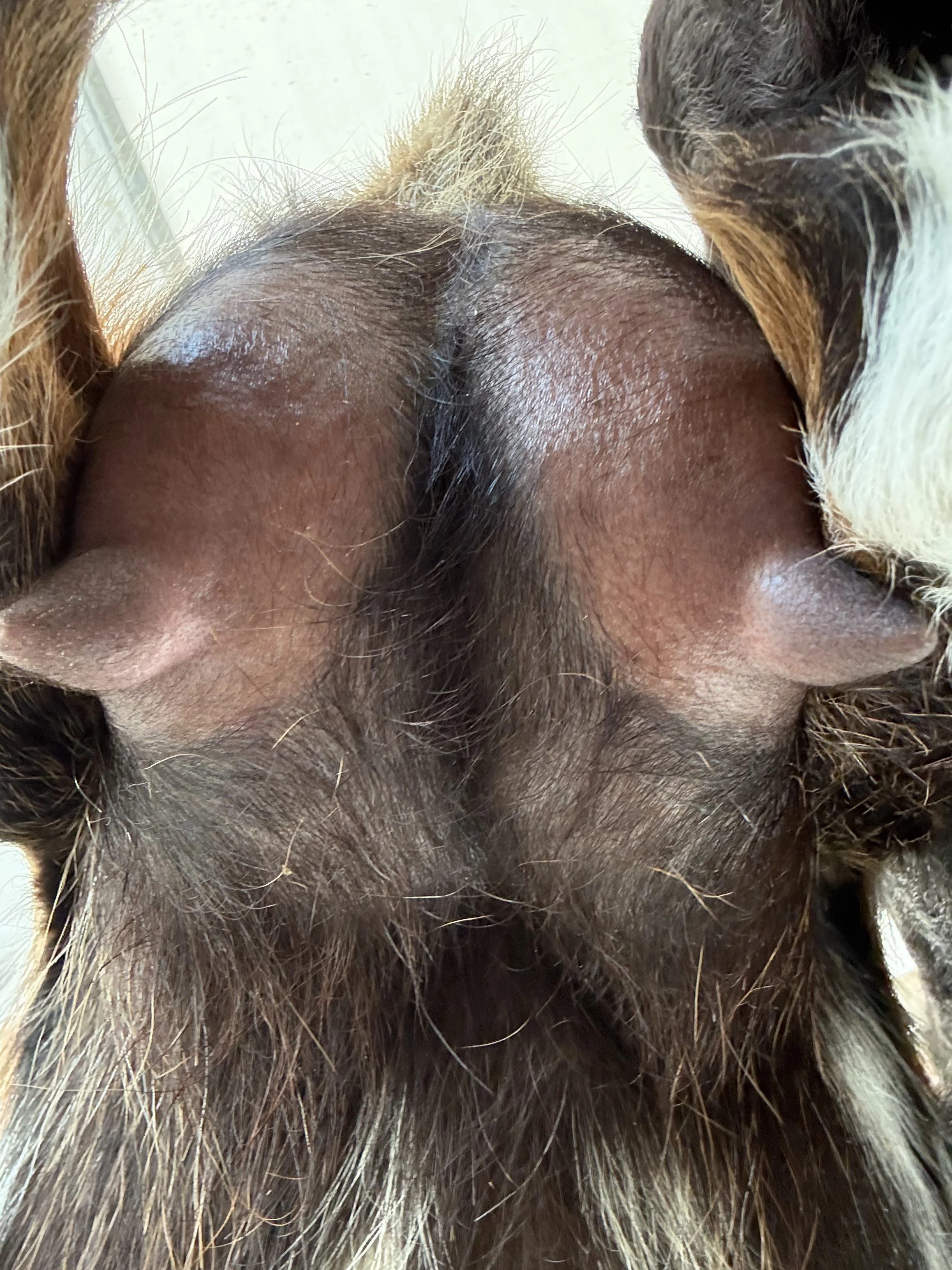 Quita (FF) pictured 9/03/2025, freshened 6/10/2025