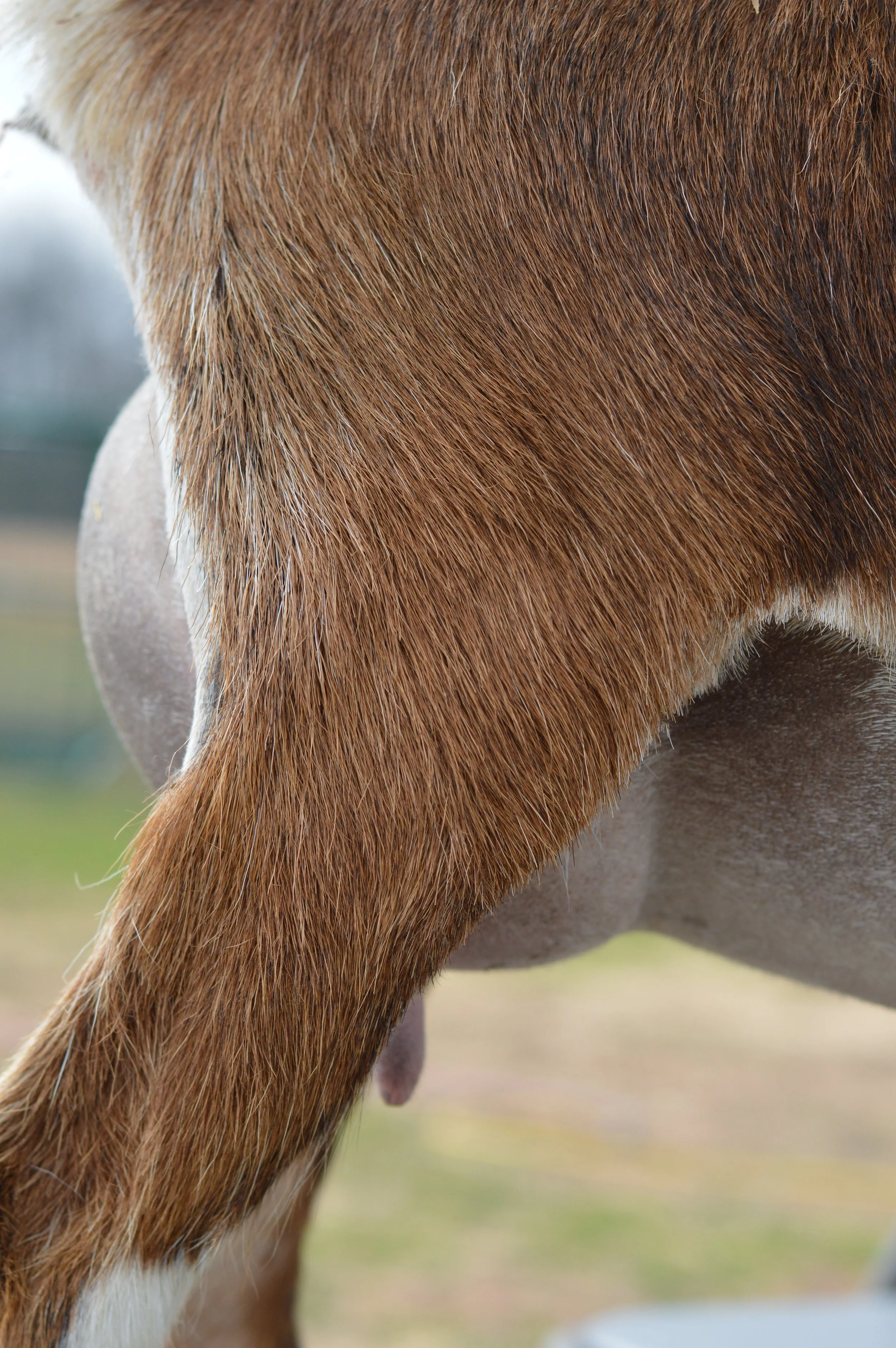First freshening, kidded 2/18/23 with buck/doe twins; photo taken 3/1/23