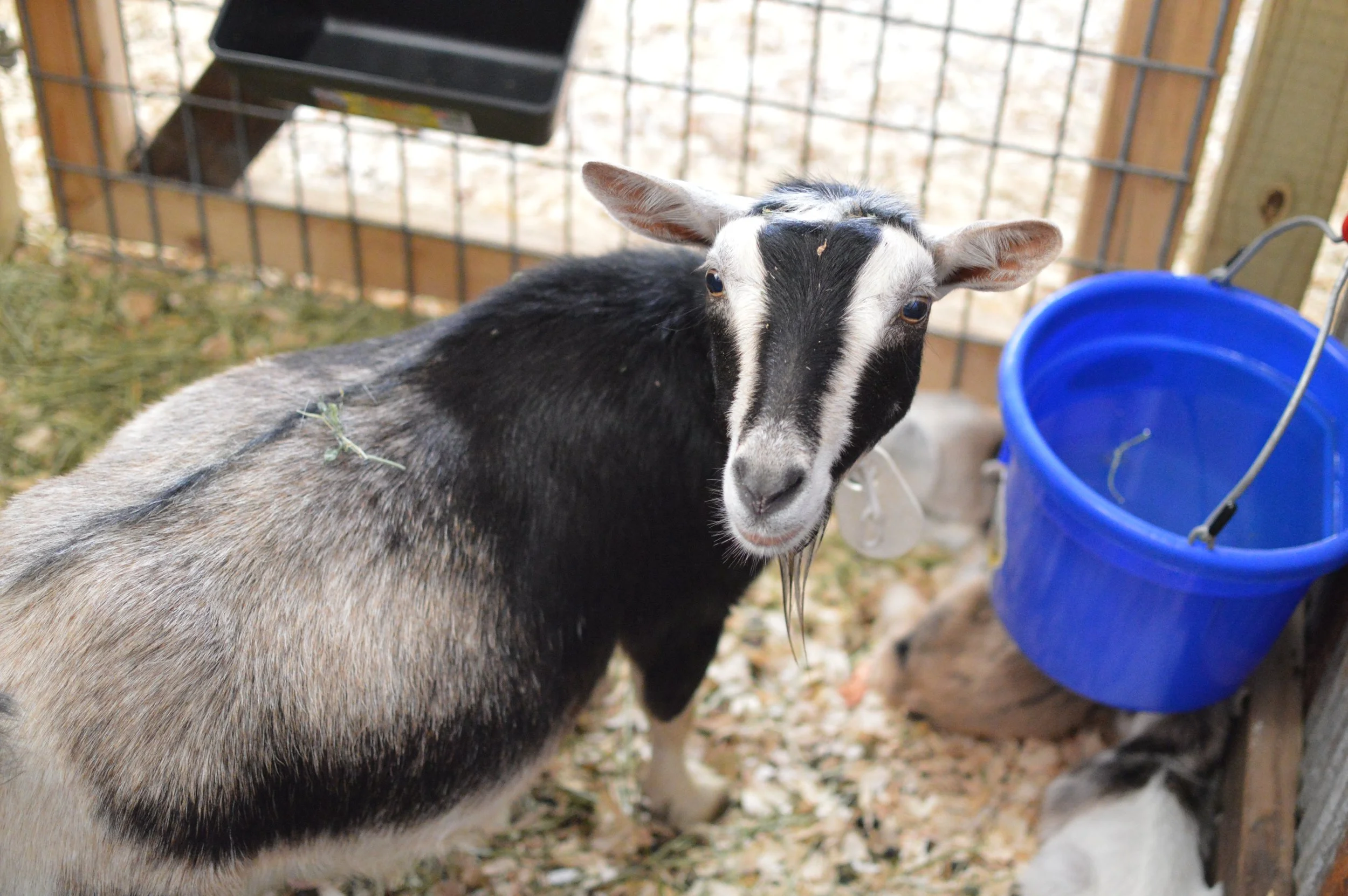 Flamyngo as a newly fresh 3rd freshener, photo taken 03/13/2025