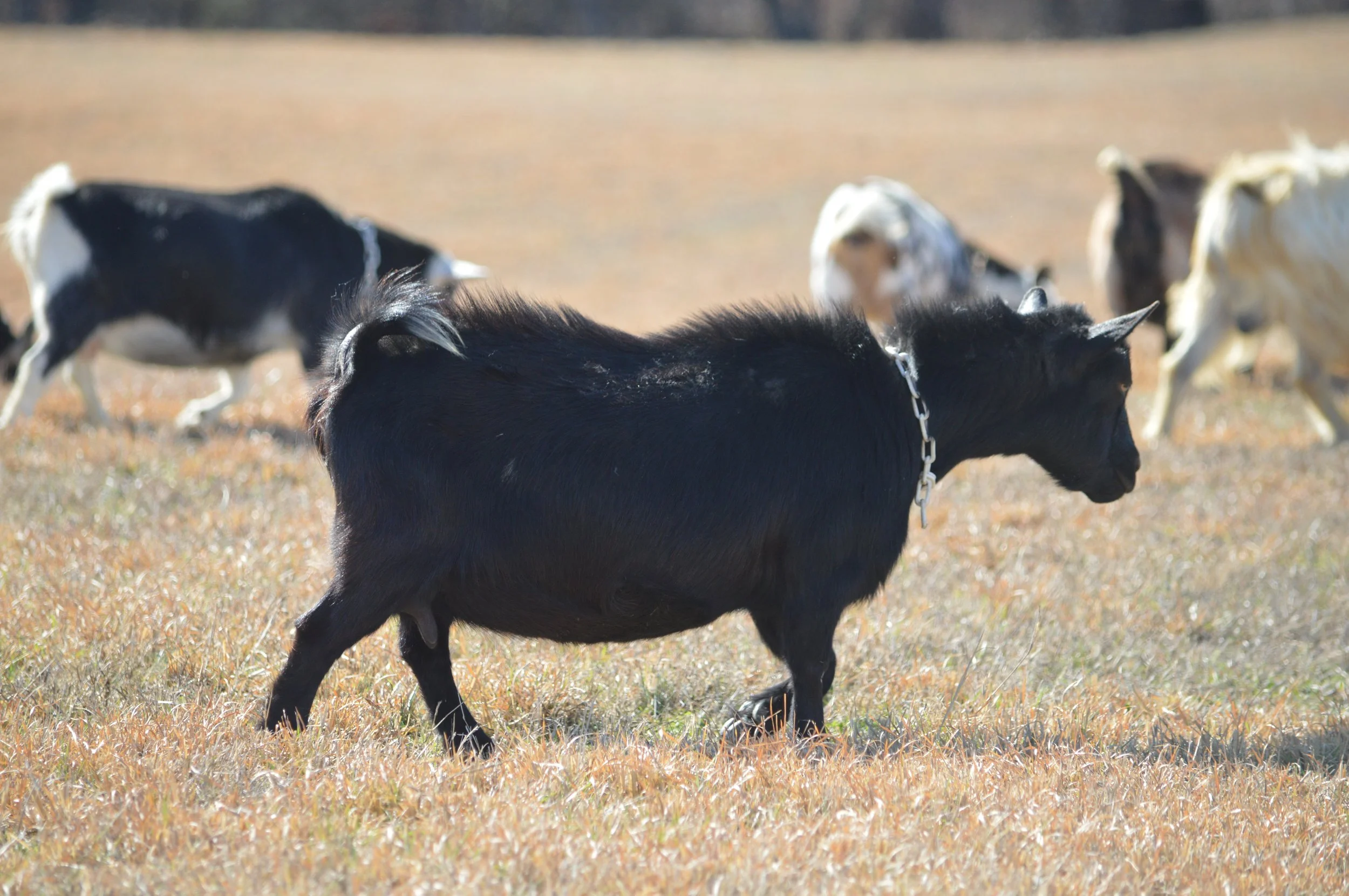 Halo pictured 02/12/2026