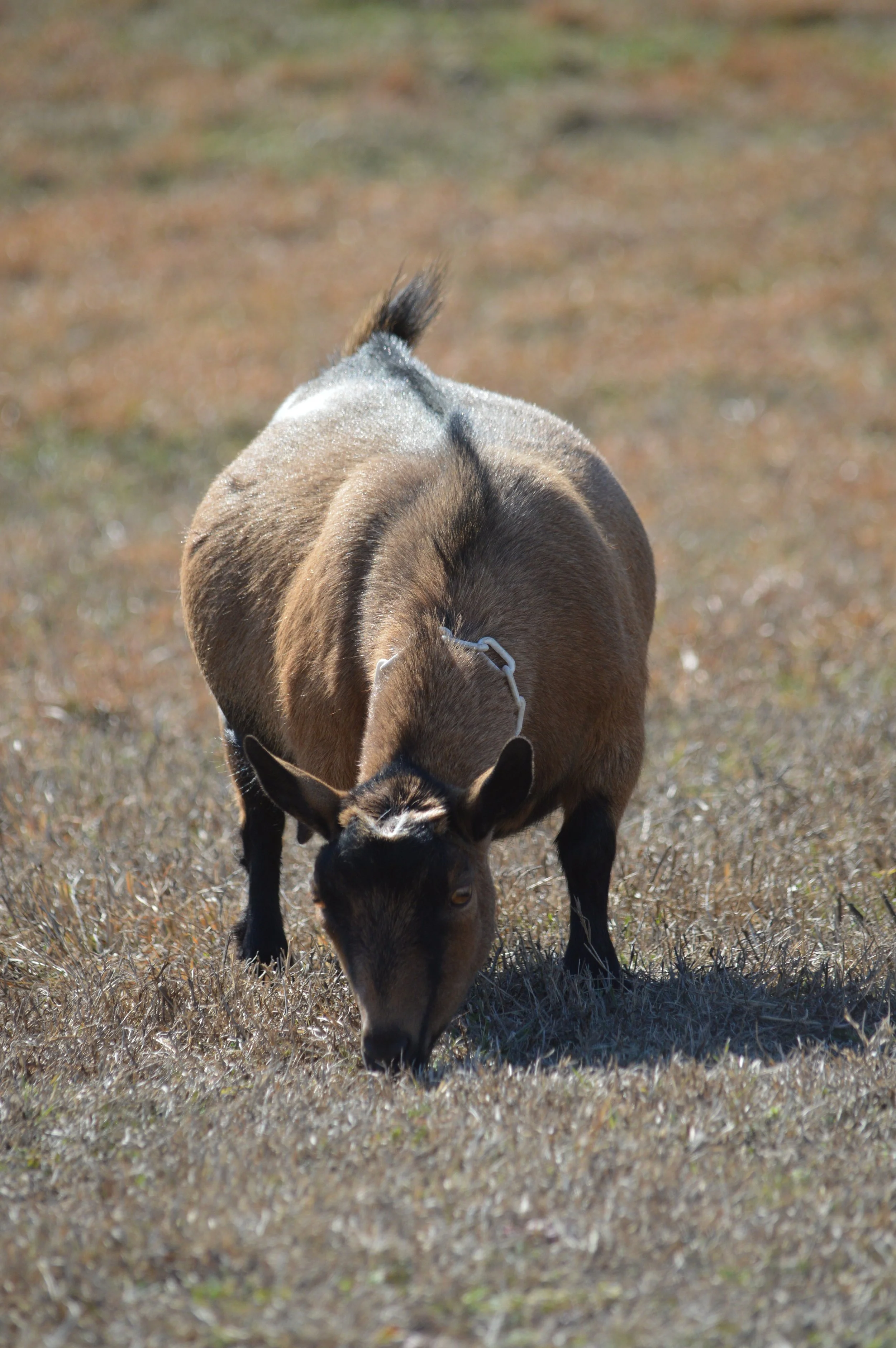 Darling pictured dry, photo taken 02/12/2026