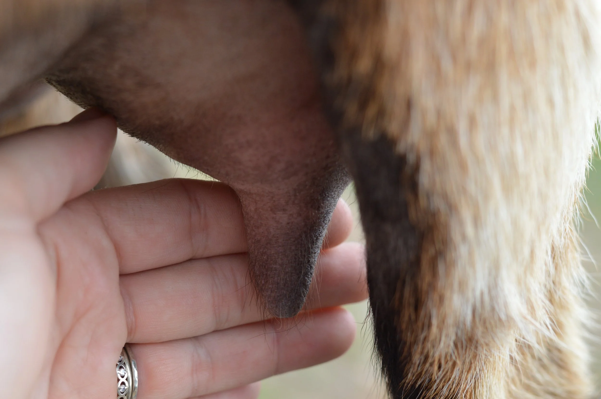 Second freshening, kidded 2/18/23 with triplets, 2 does (1 DOA) & 1 buckling; photo taken 3/1/23