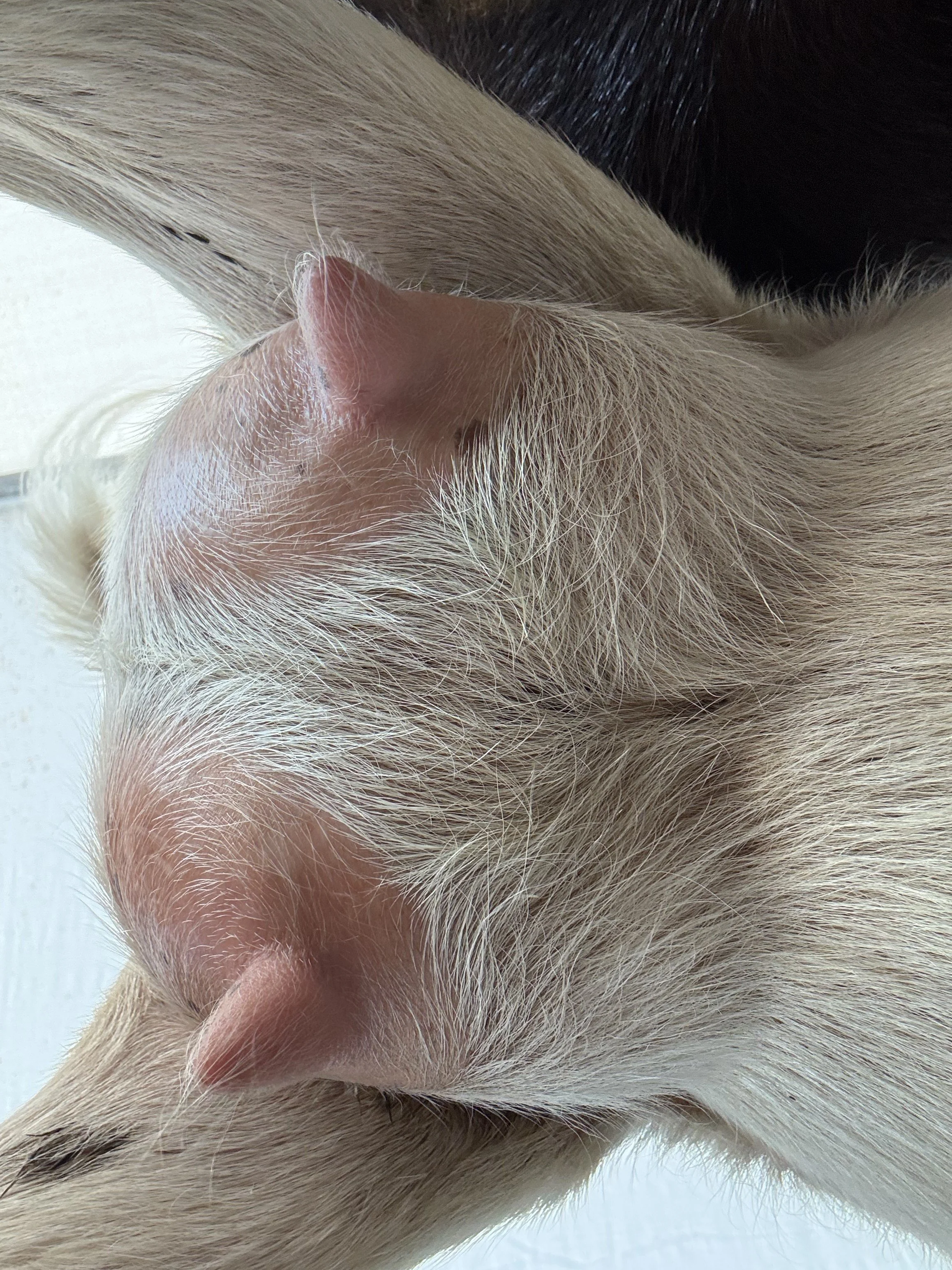 Q-Tip (2F) pictured 7/30/25