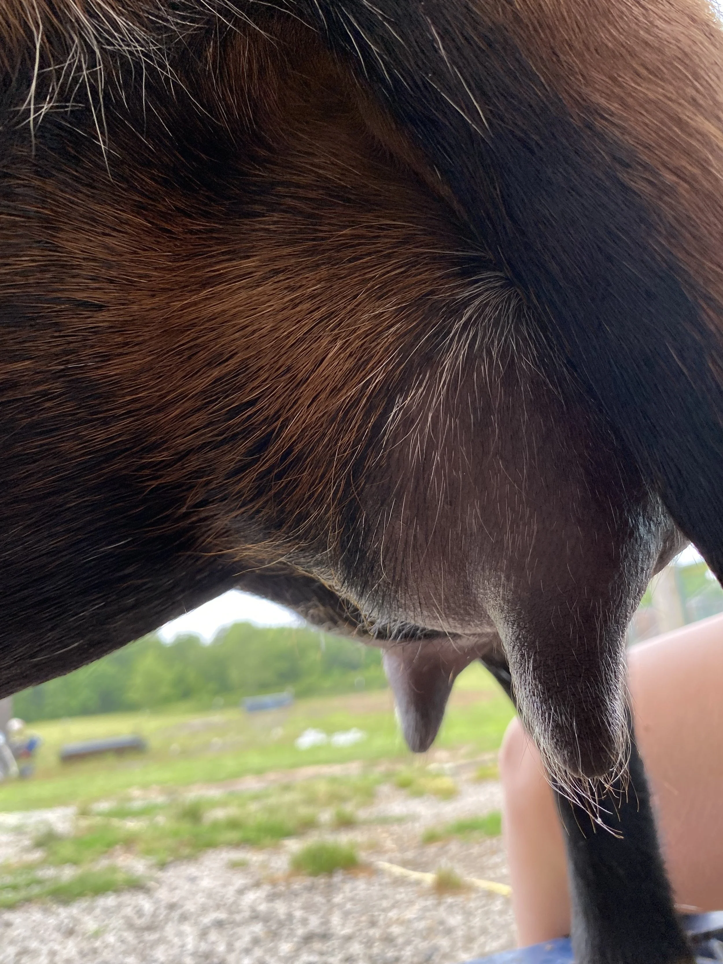 Lou (2F) pictured 5/20/25