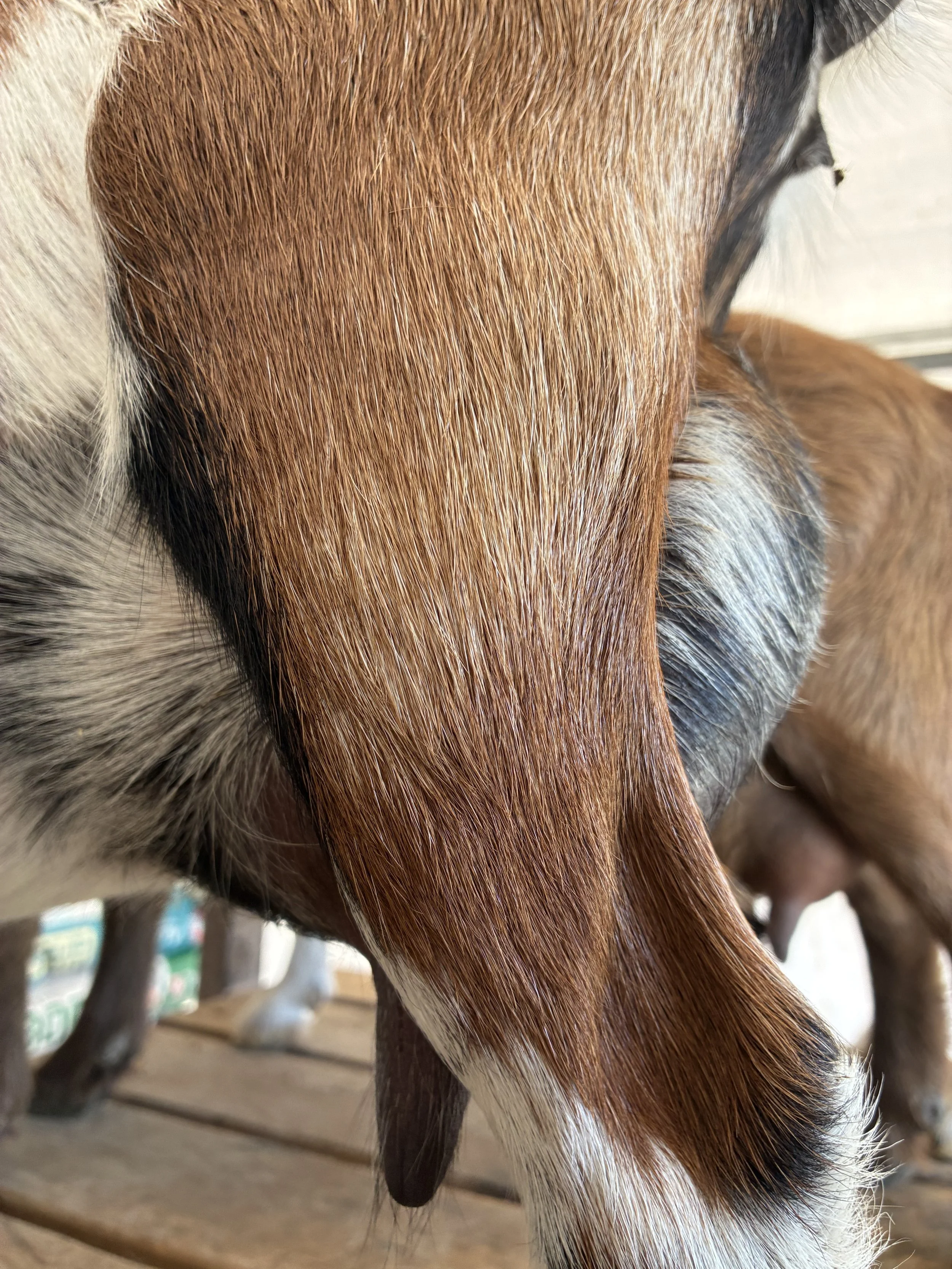 Abilene (2F) pictured 7/22/25