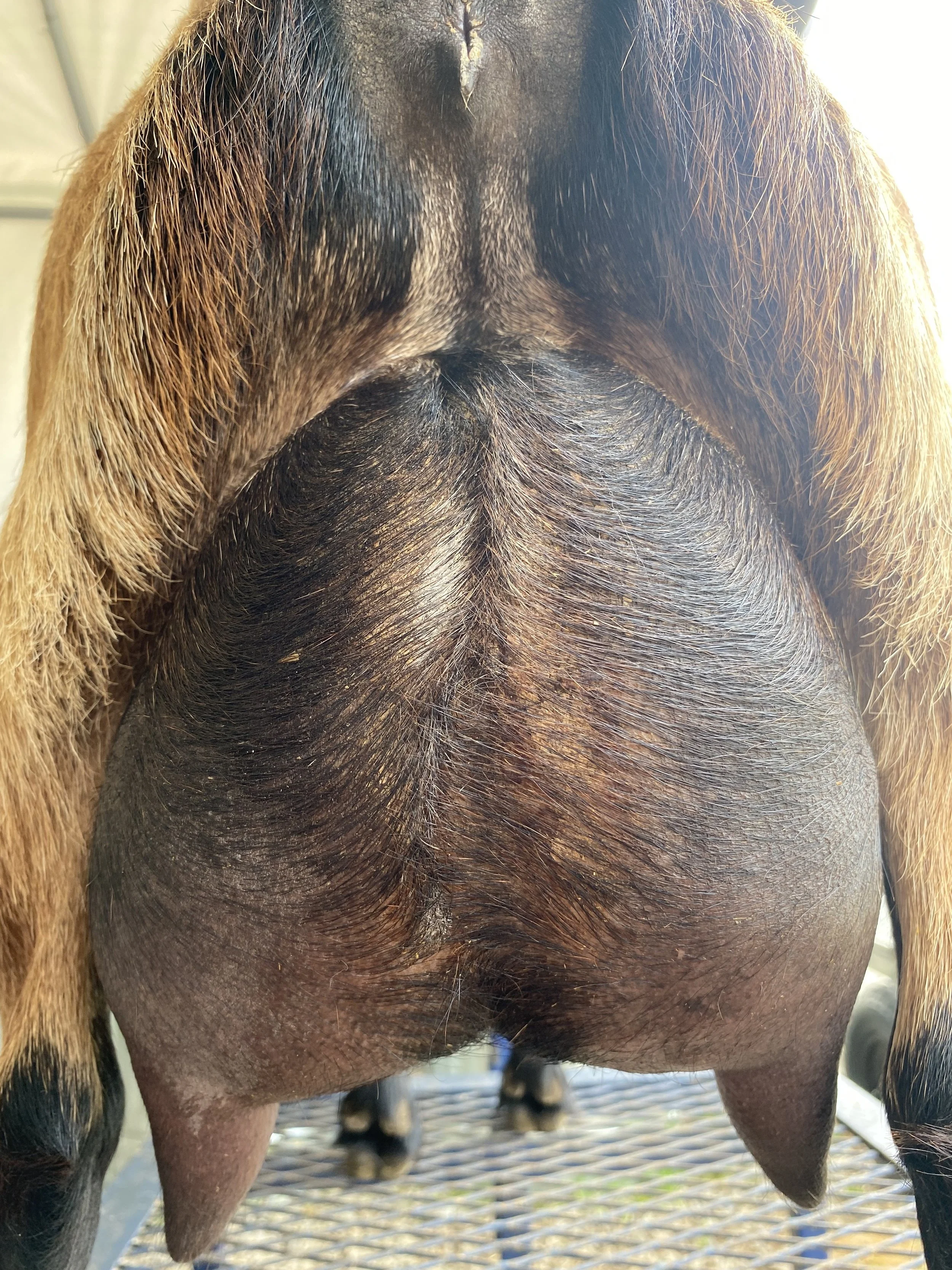 Miss Me pictured 5/23/25 as an 8 year old