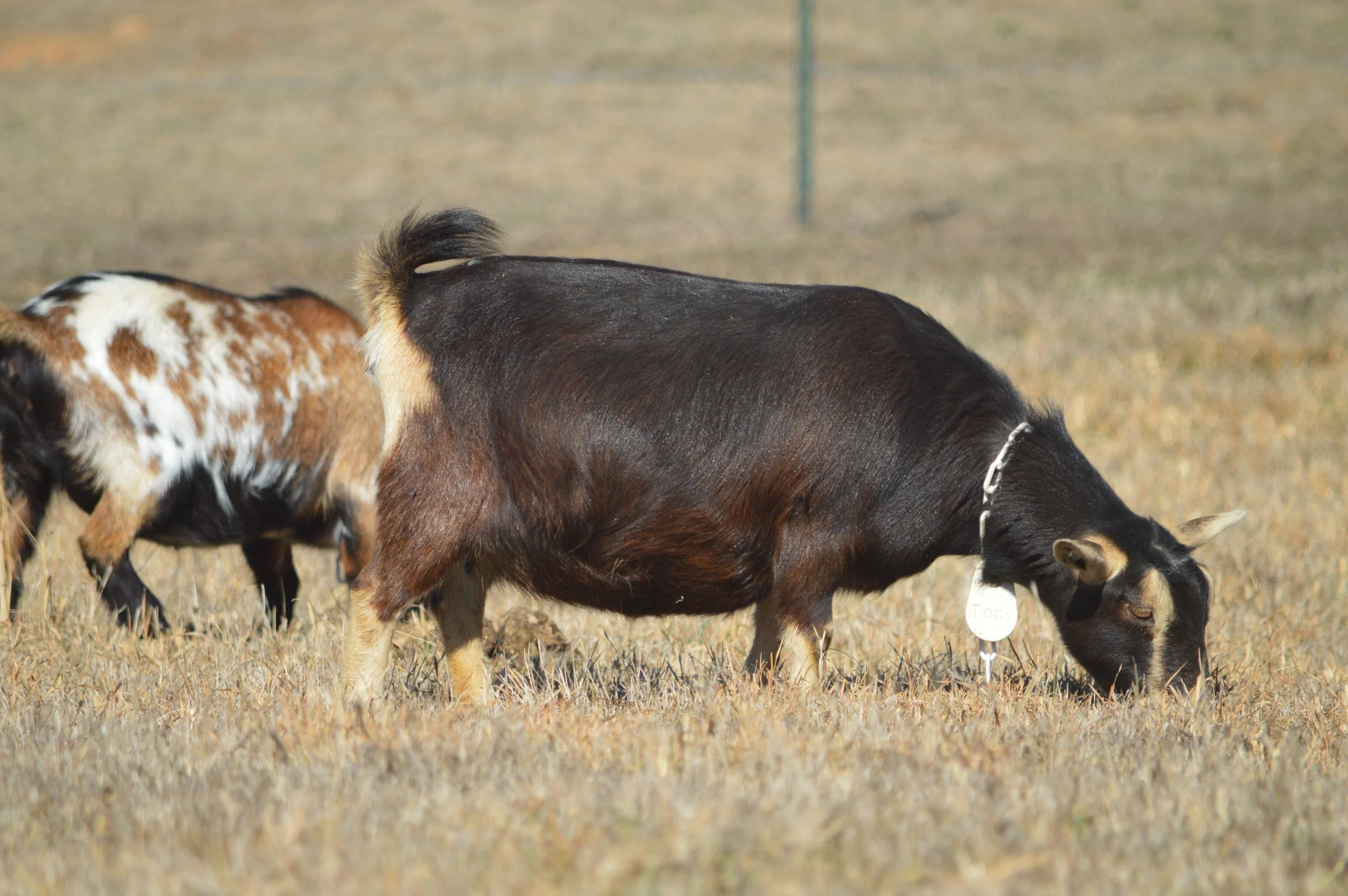 Tippy pictured 2/12/26 at 7 years old