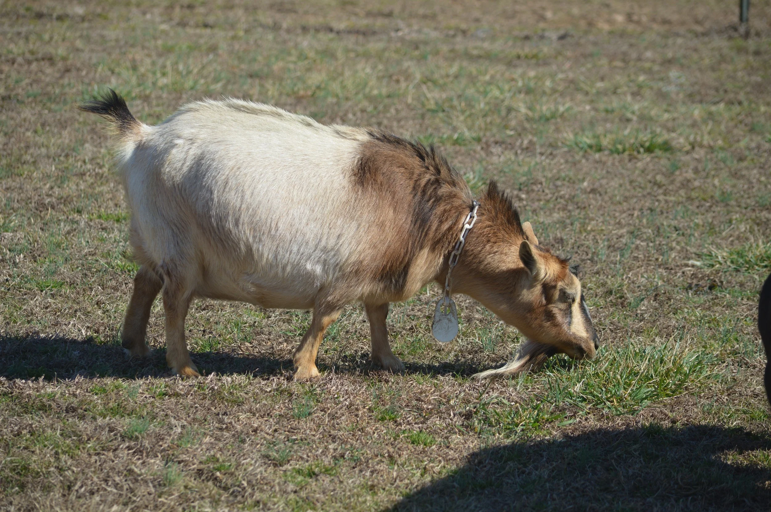 Rosie pictured 2/12/26 as an almost 11 year old