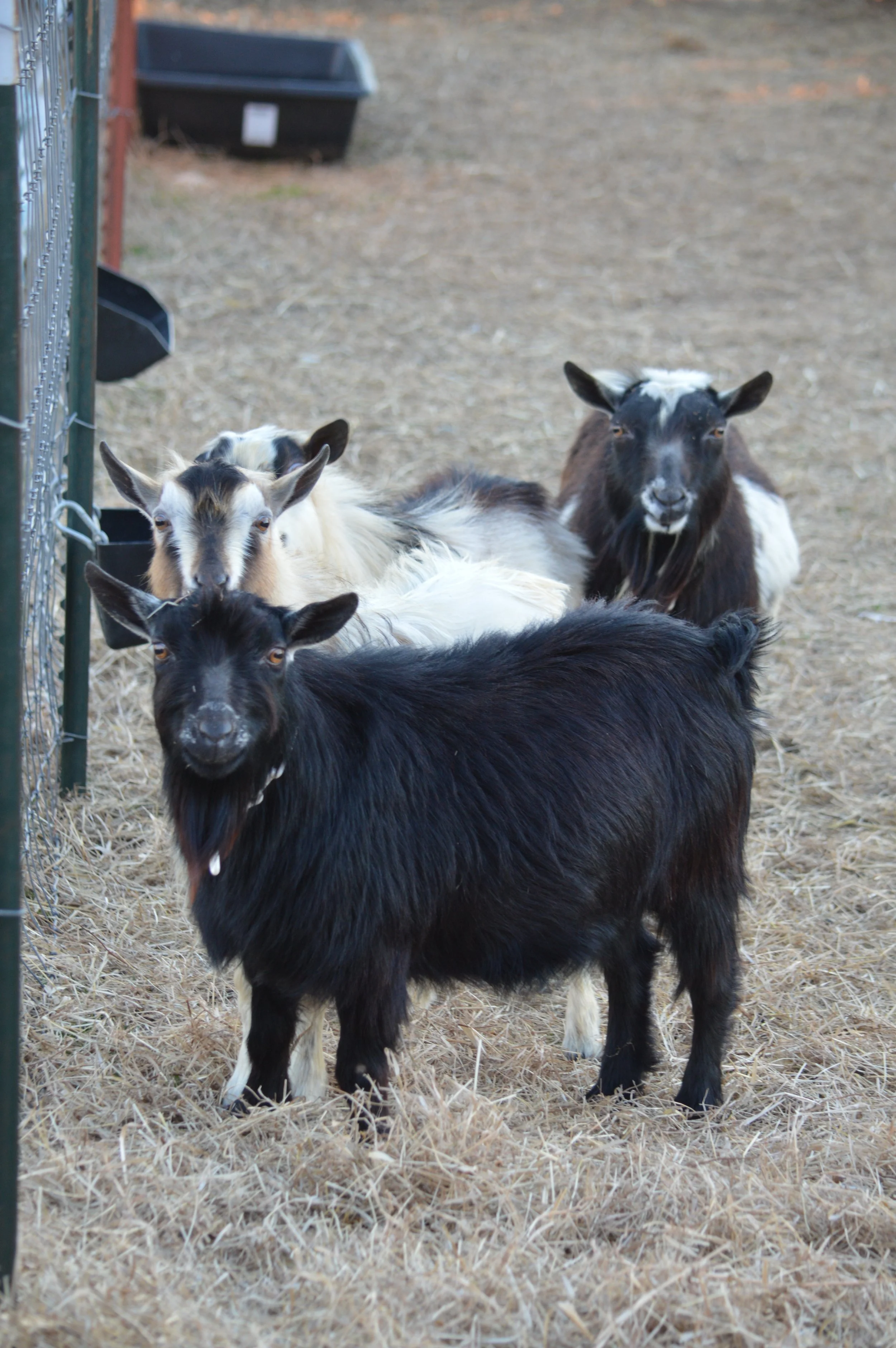 Nic, photo taken 1/30/2024