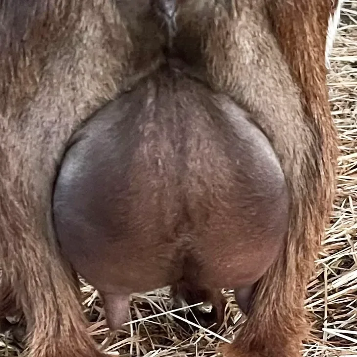 Rona's first freshening udder. Photo courtesy of Celtic Pride Farm