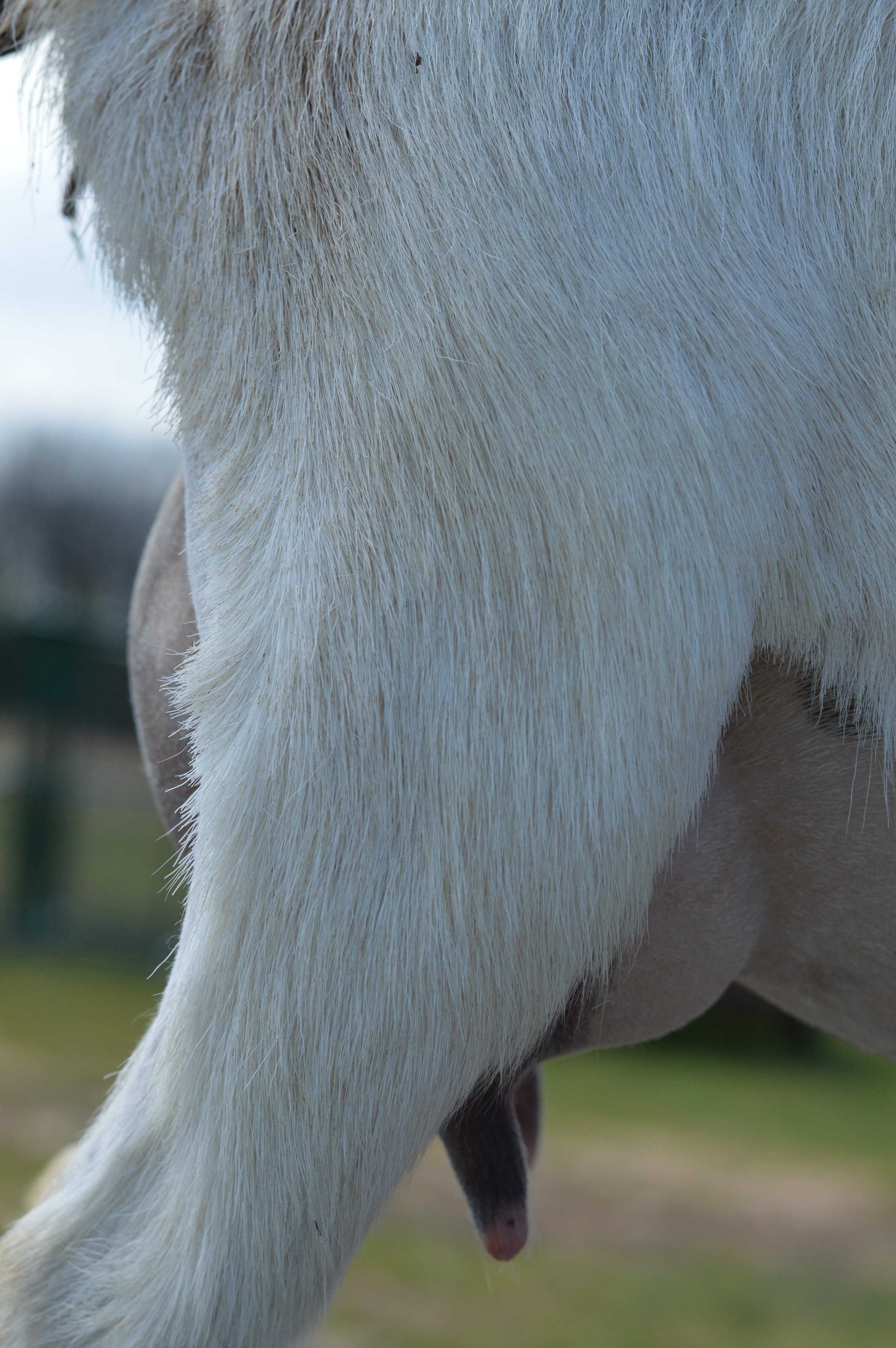 First freshening, kidded 3/14/23 with triplets; photo taken 3/30/23 