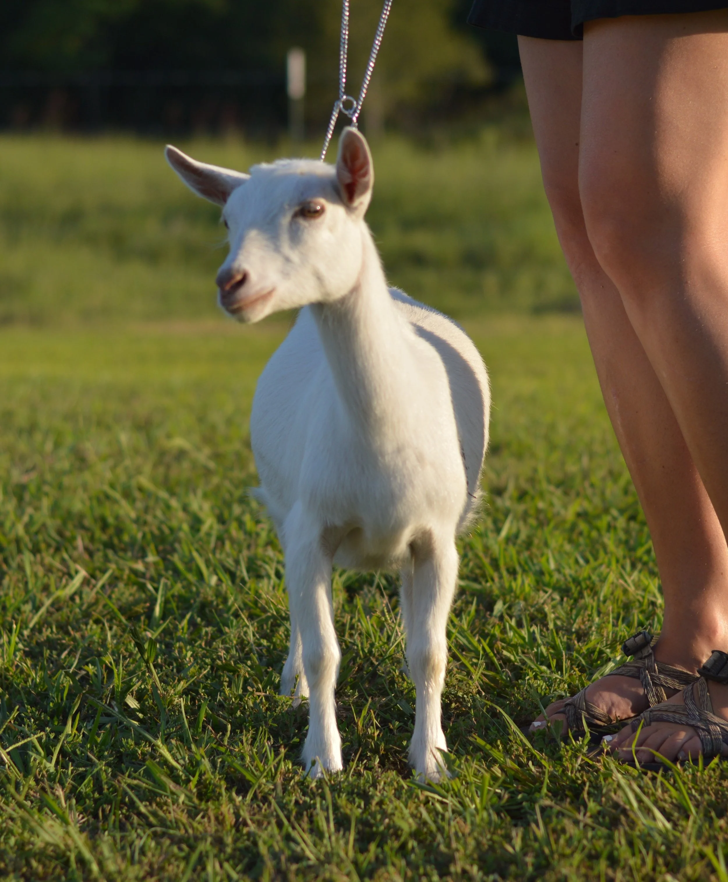 Q-Tip as a junior, photo taken 09/19/2022