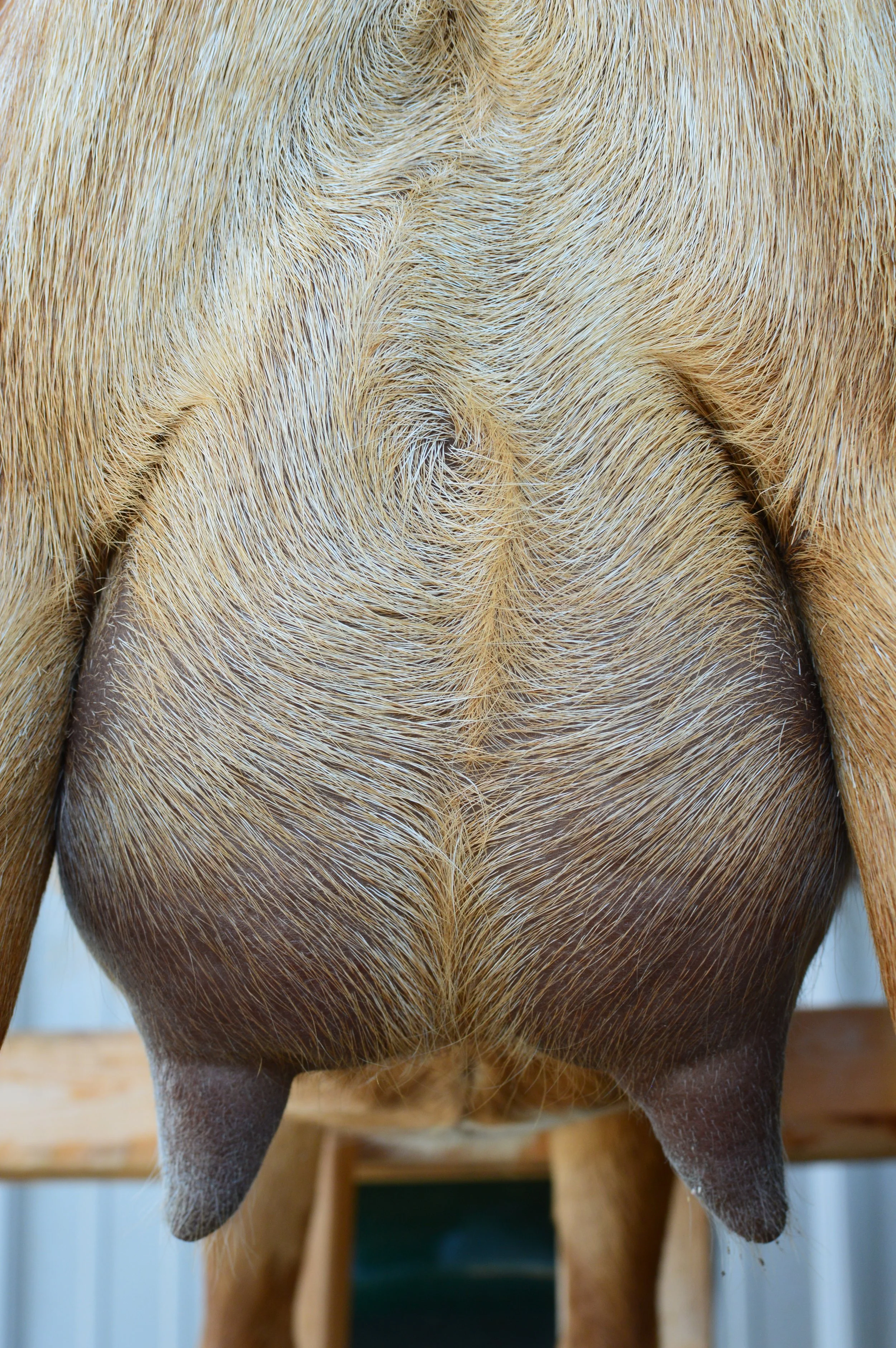 Love's first freshening, photo taken 07/27/2023 (freshened 03/10/2023)