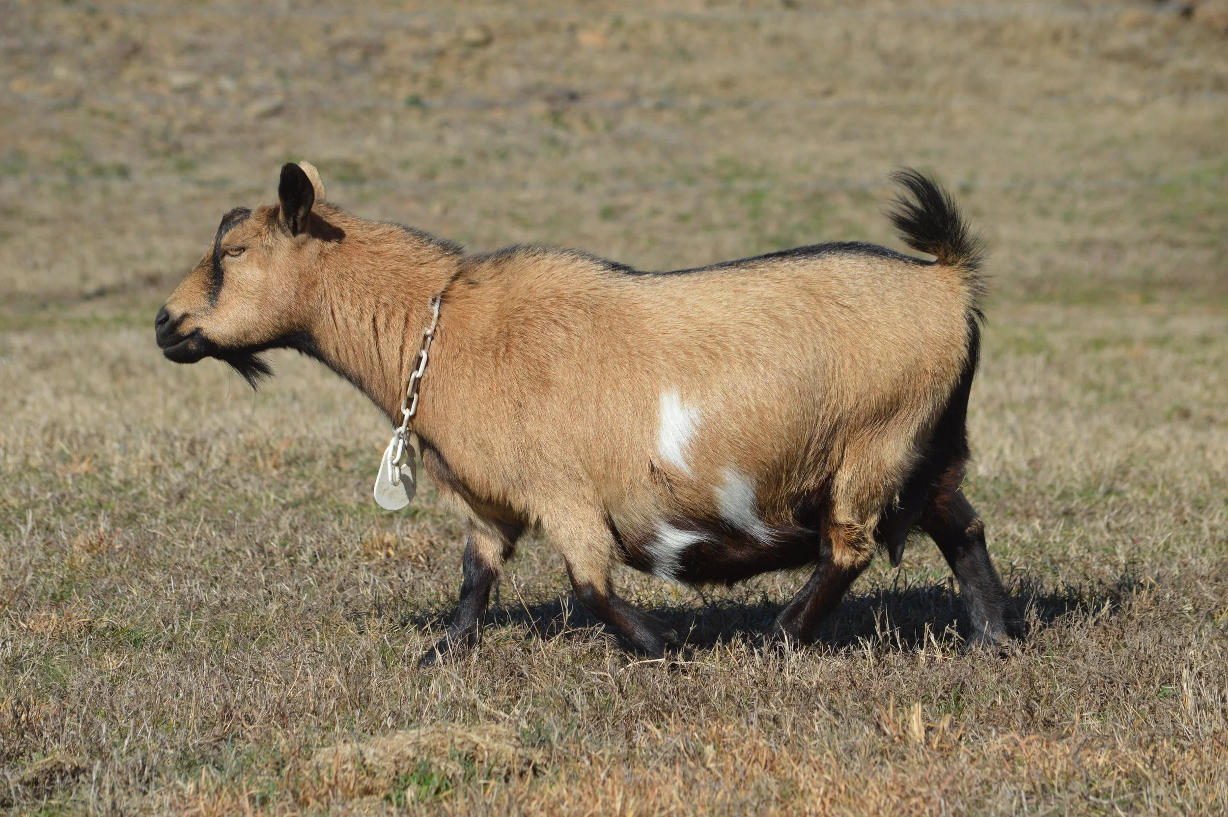 Miss Me pictured 2/12/26 as a 9 year old