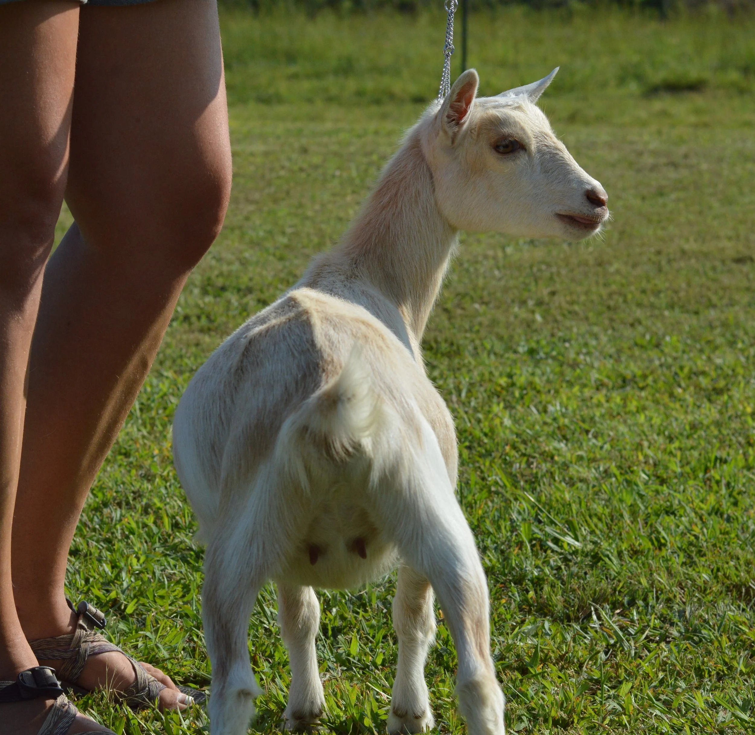 Goldie as a junior, photo taken 09/19/2022
