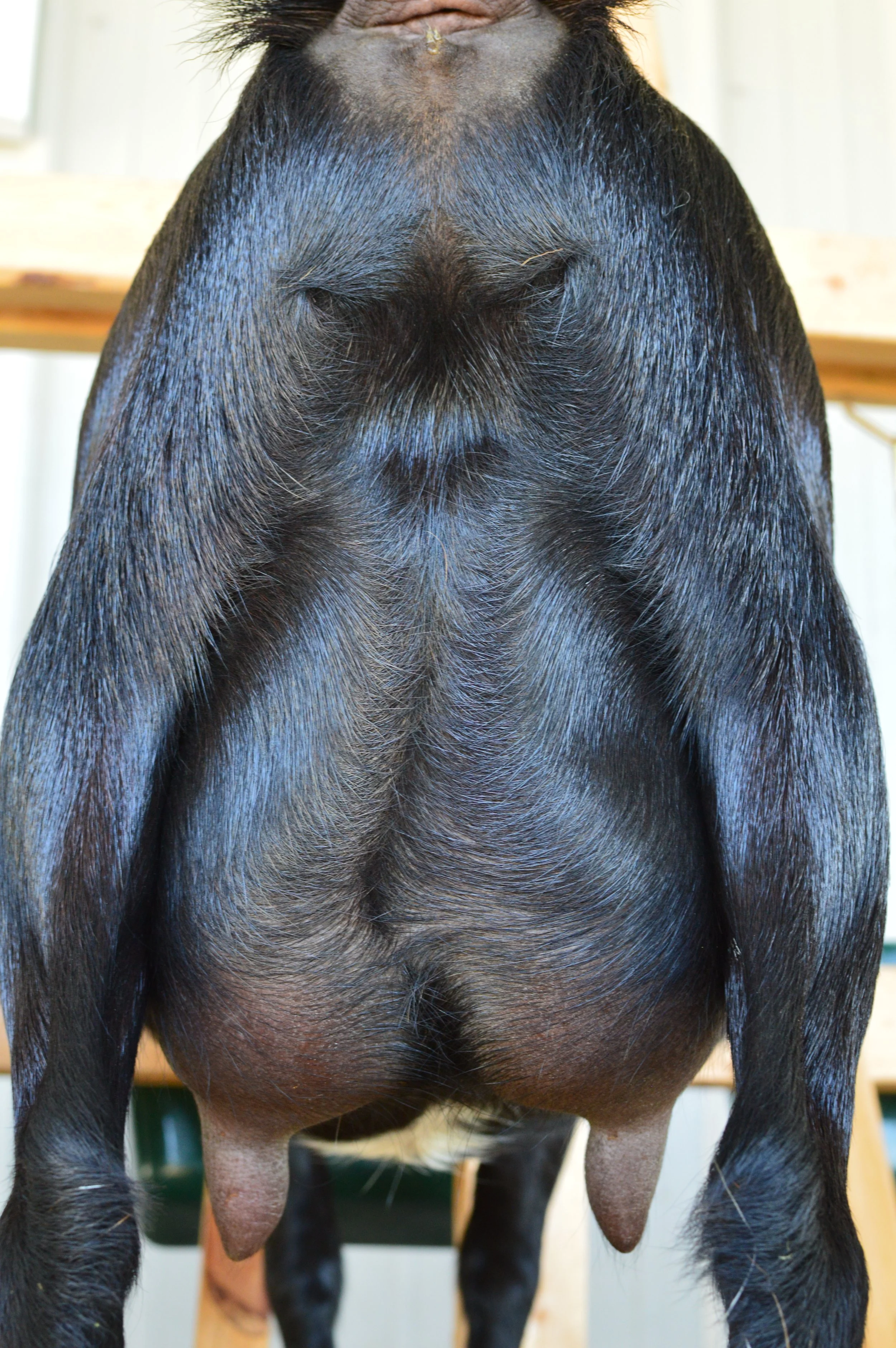 First freshening, kidded 2/10/23 with buck/doe twins; photo taken 7/27/23