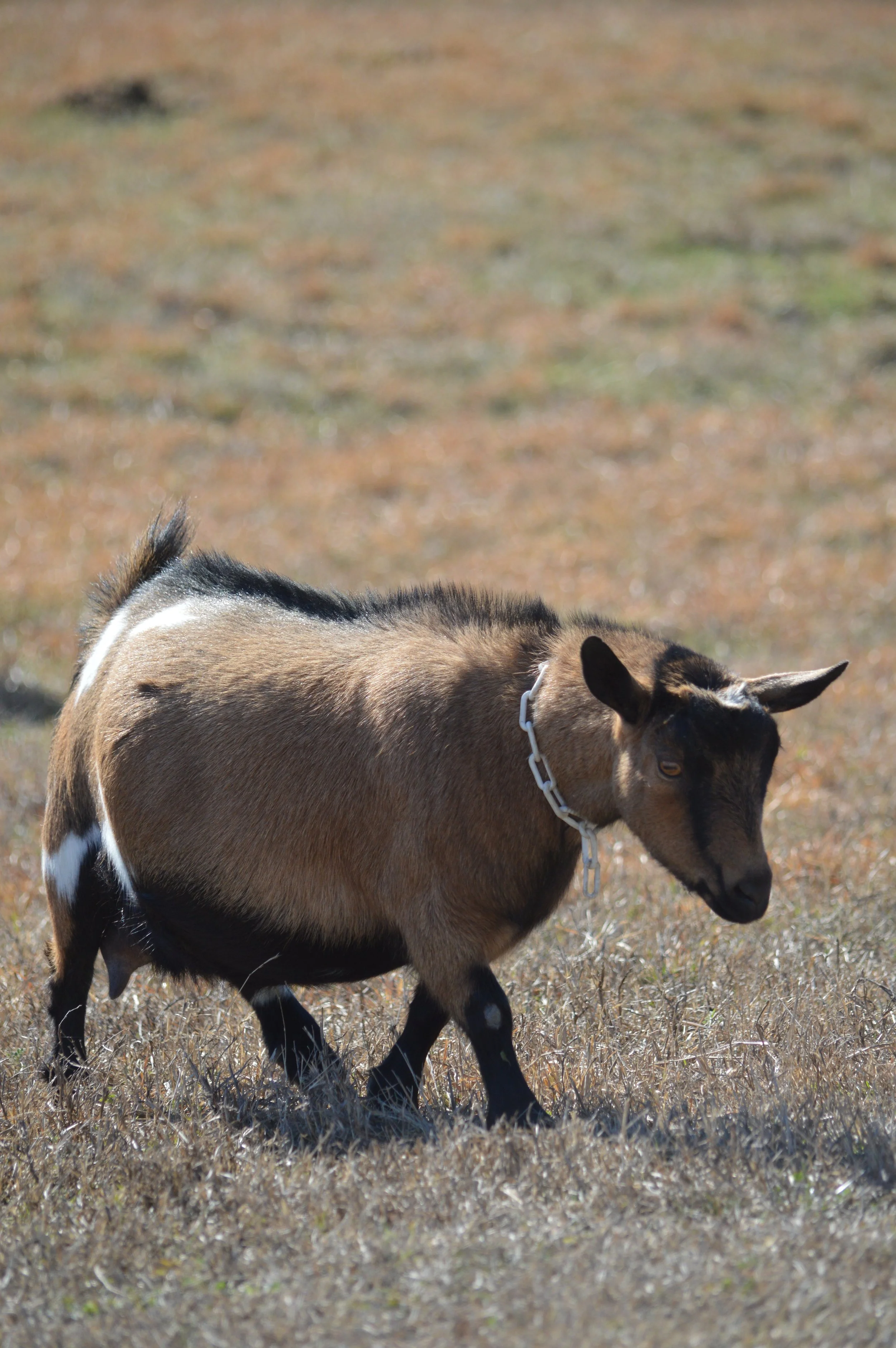 Darling pictured dry, photo taken 02/12/2026