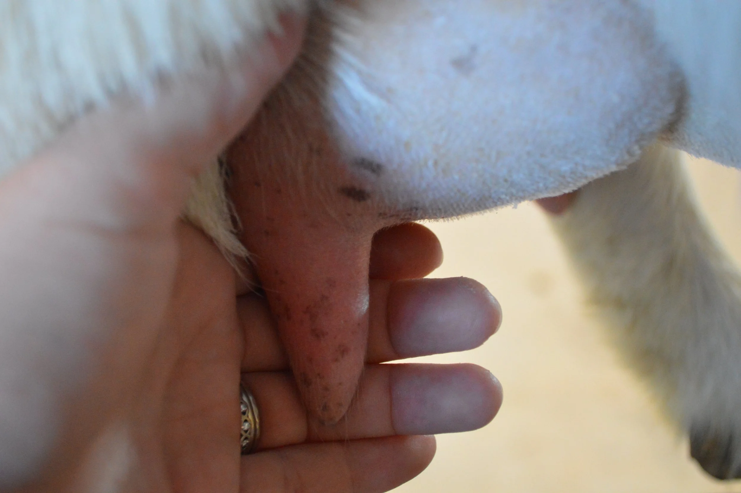 Ajax's 5th freshening, photo taken 03/08/2022 (freshened 02/25/2022)