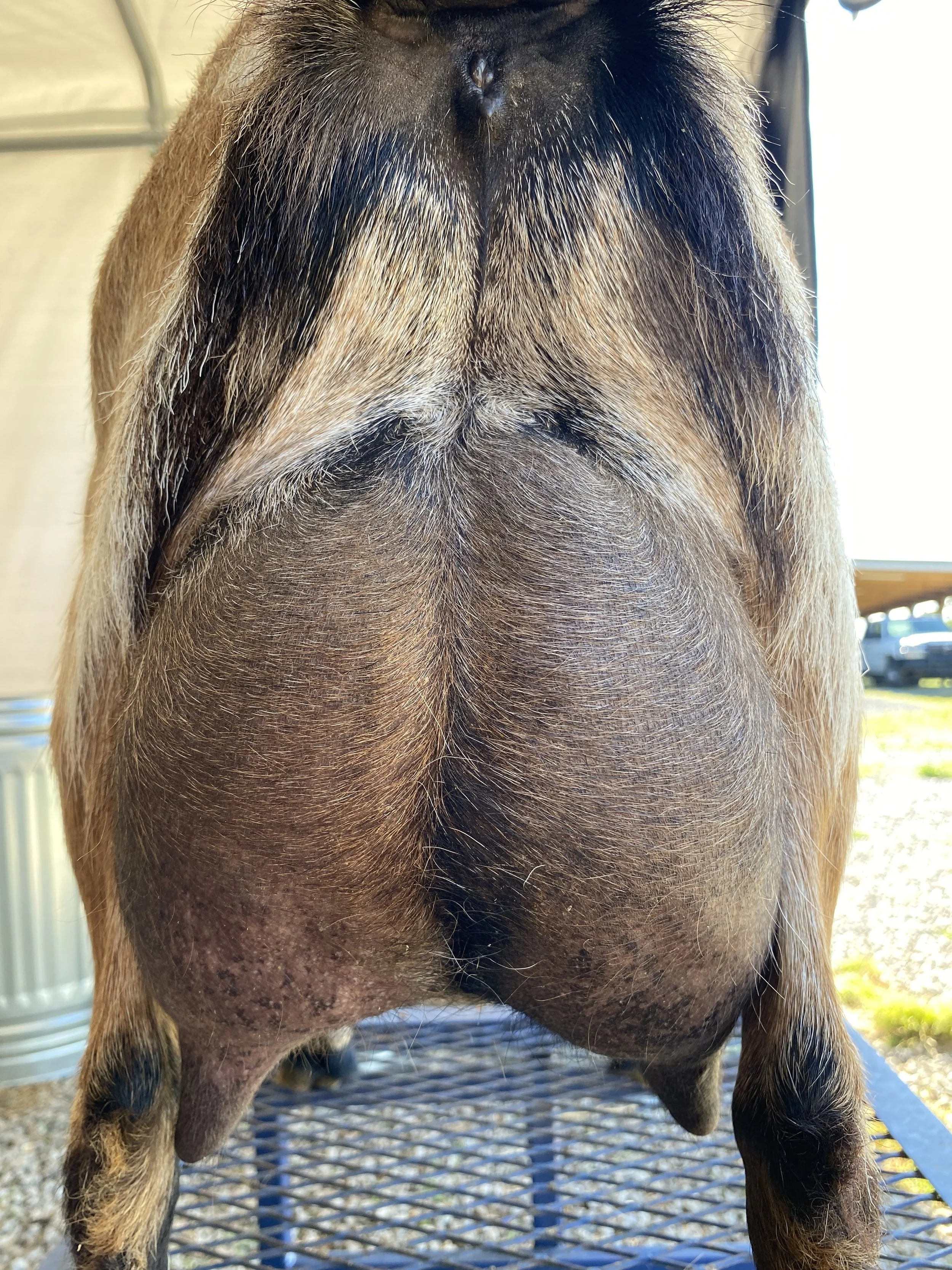 Alba pictured 5/9/25