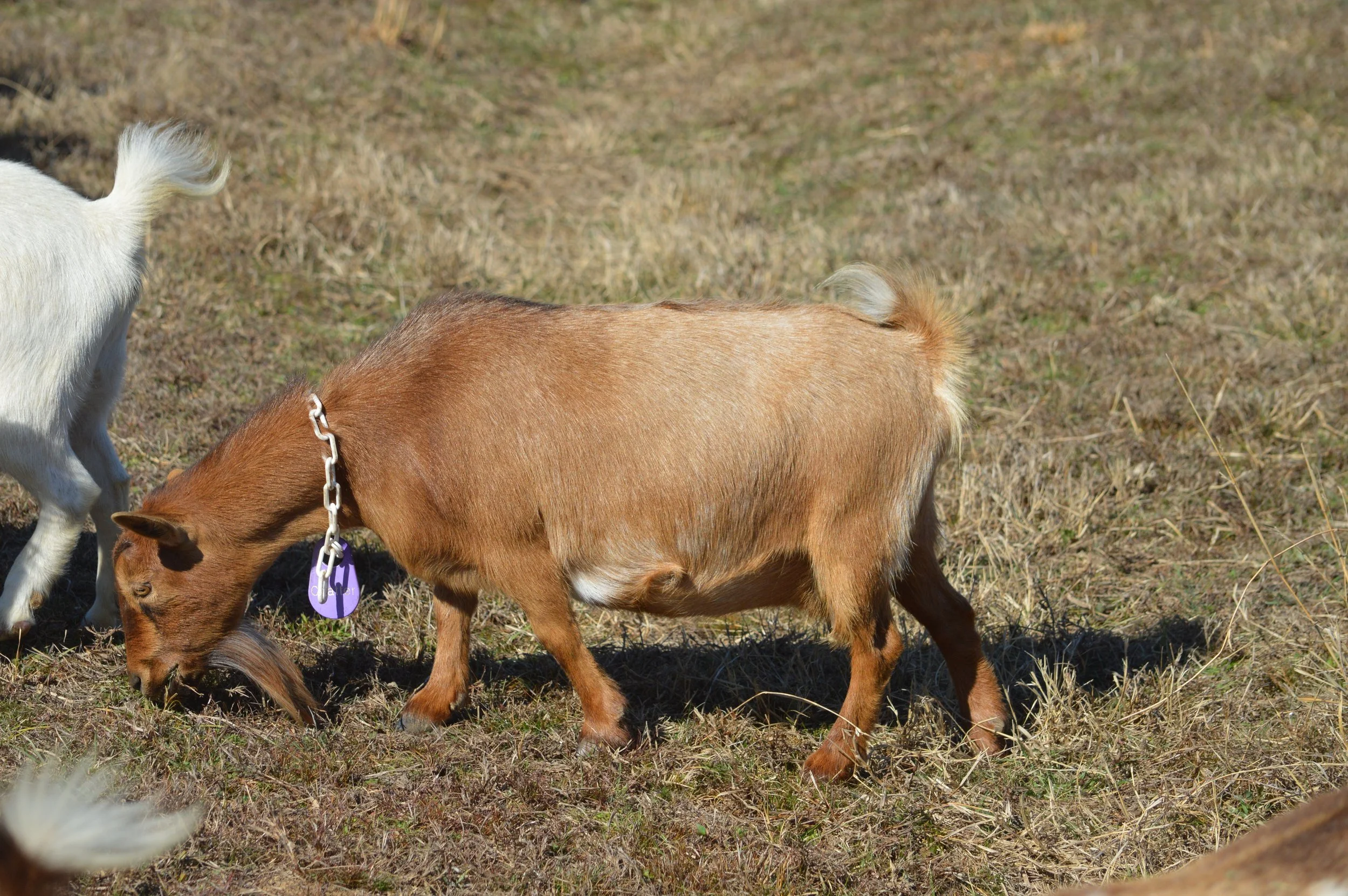 Chatter pictured 2/12/26