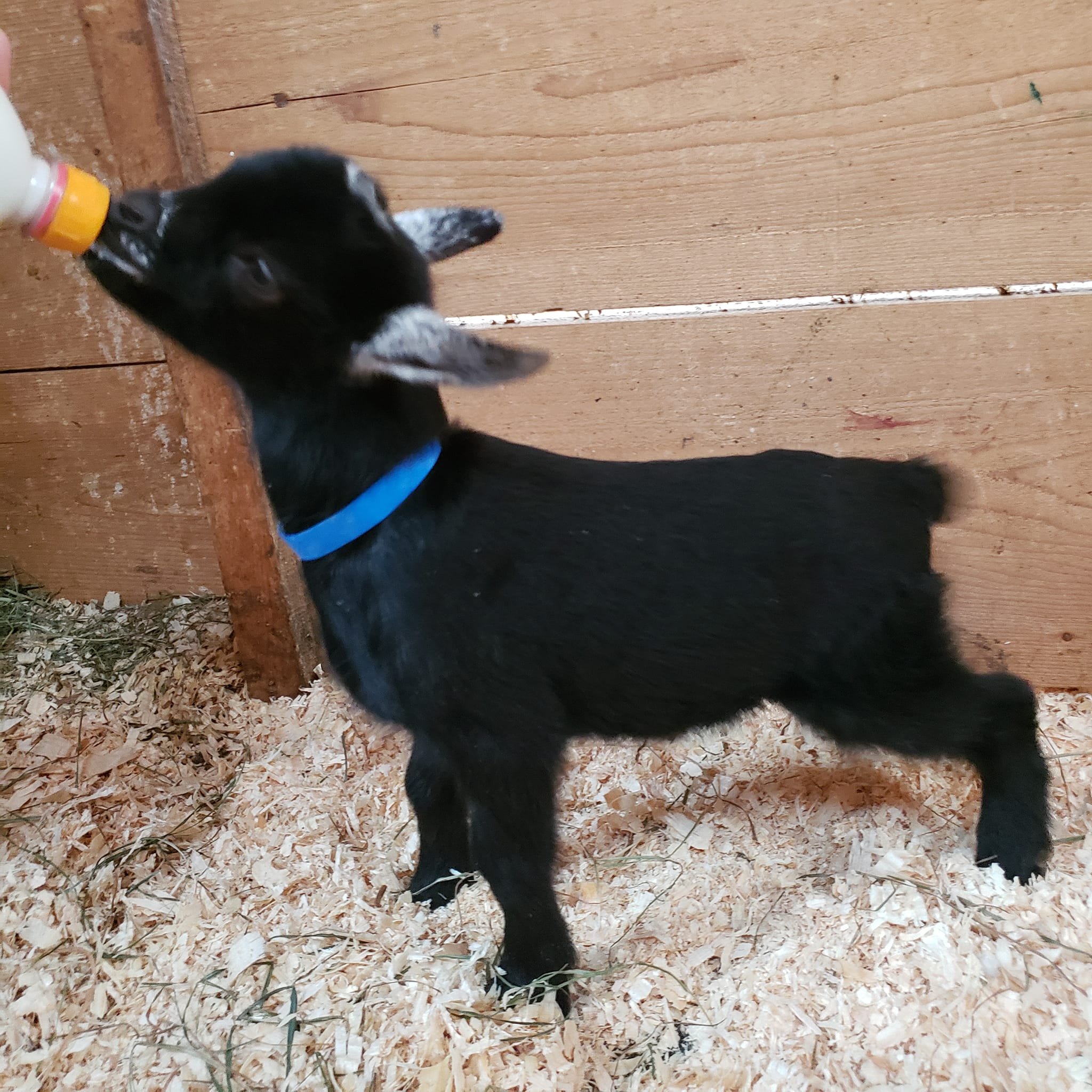 Nic as a baby, photo courtesy of RZ Acres