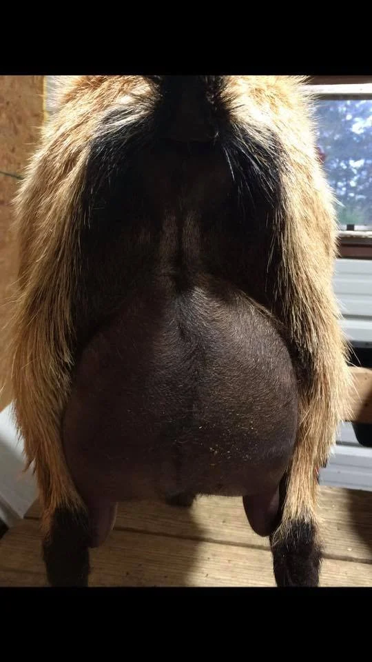 Miss Me's 2021 freshening

Photo courtesy of Linda Brittain of Cadron Creek Farm