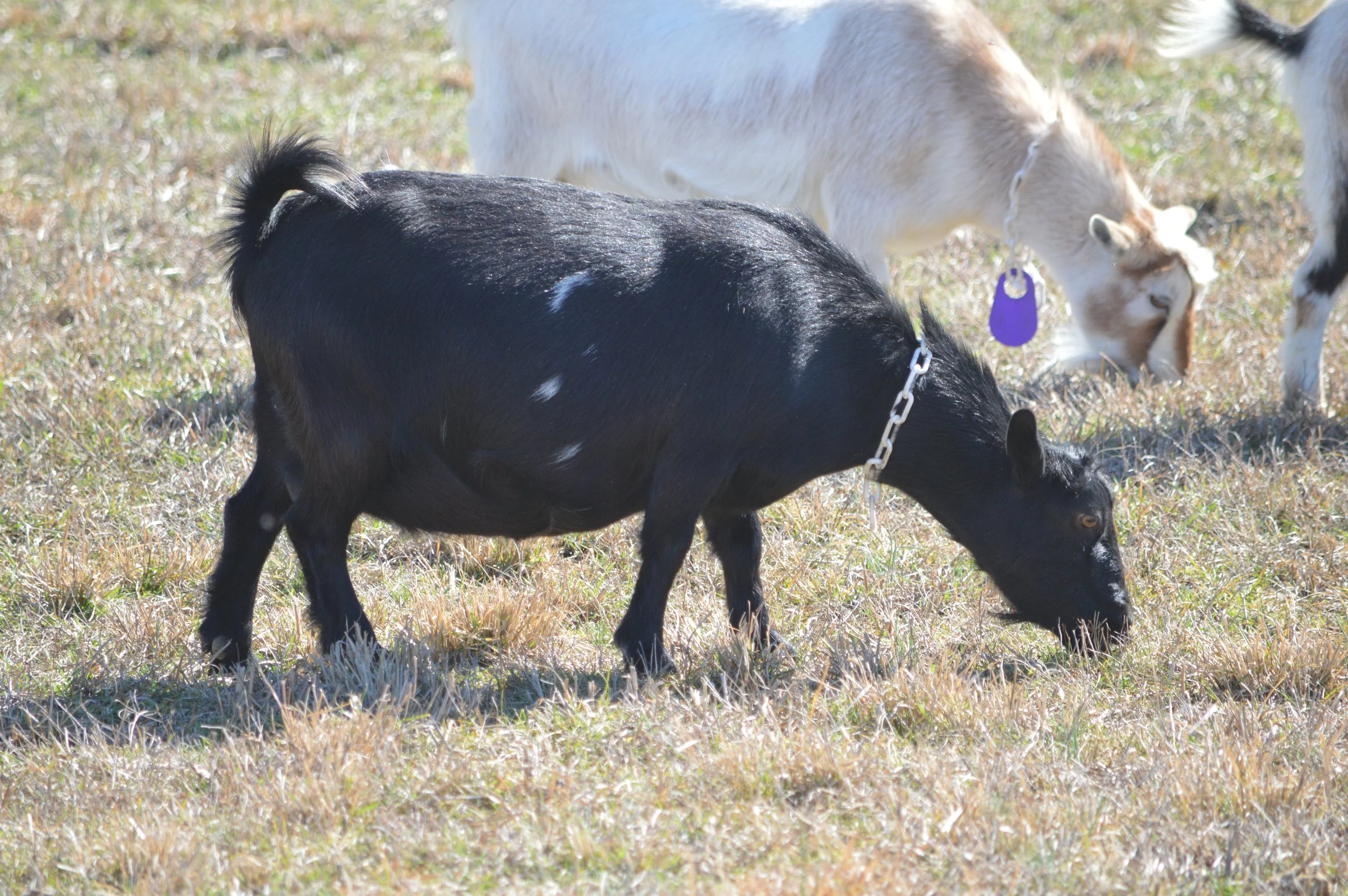 Daytona pictured dry, photo taken 02/12/2026