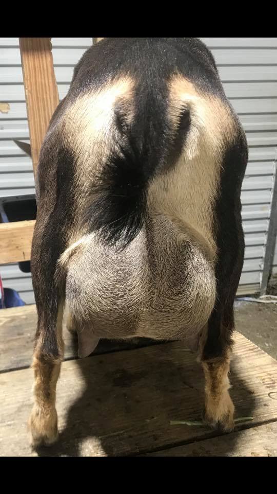 2021, first freshening, photo provided by LInda Brittain & Cadron Hill Farm