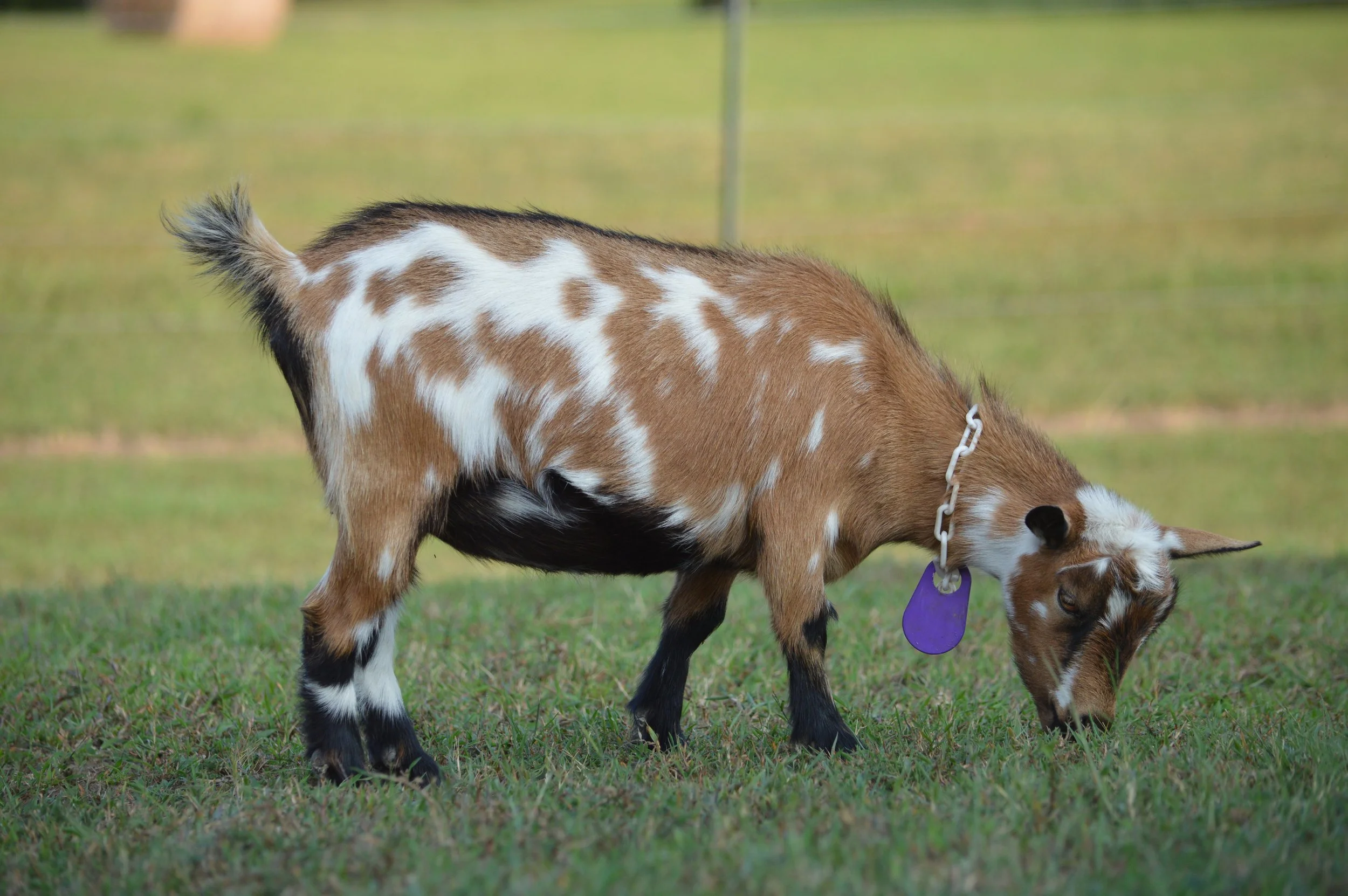 Quita pictured as a junior, photo taken 9/09/2024