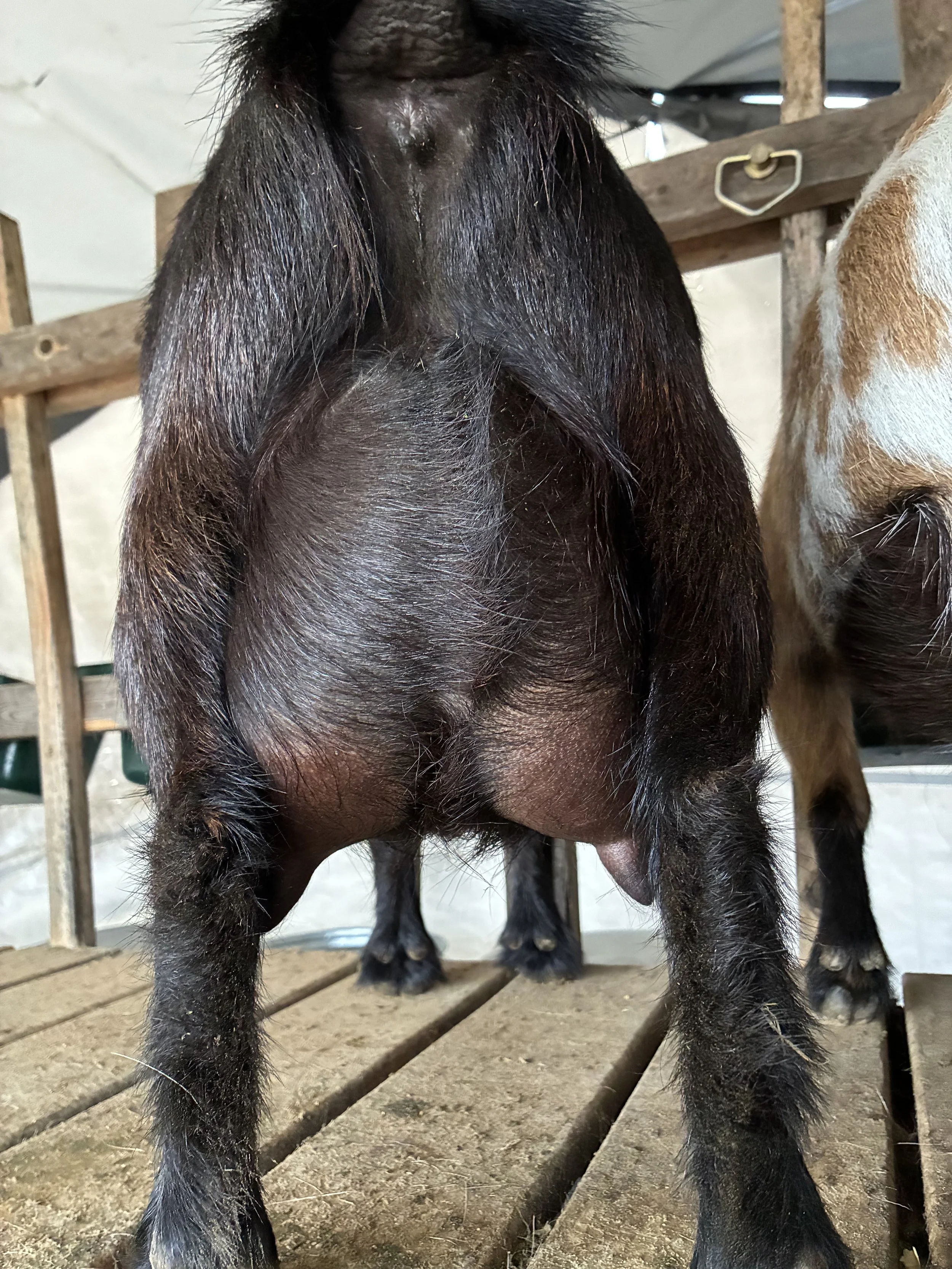 Daytona (FF) pictured 01/08/2026, freshened 06/03/2025