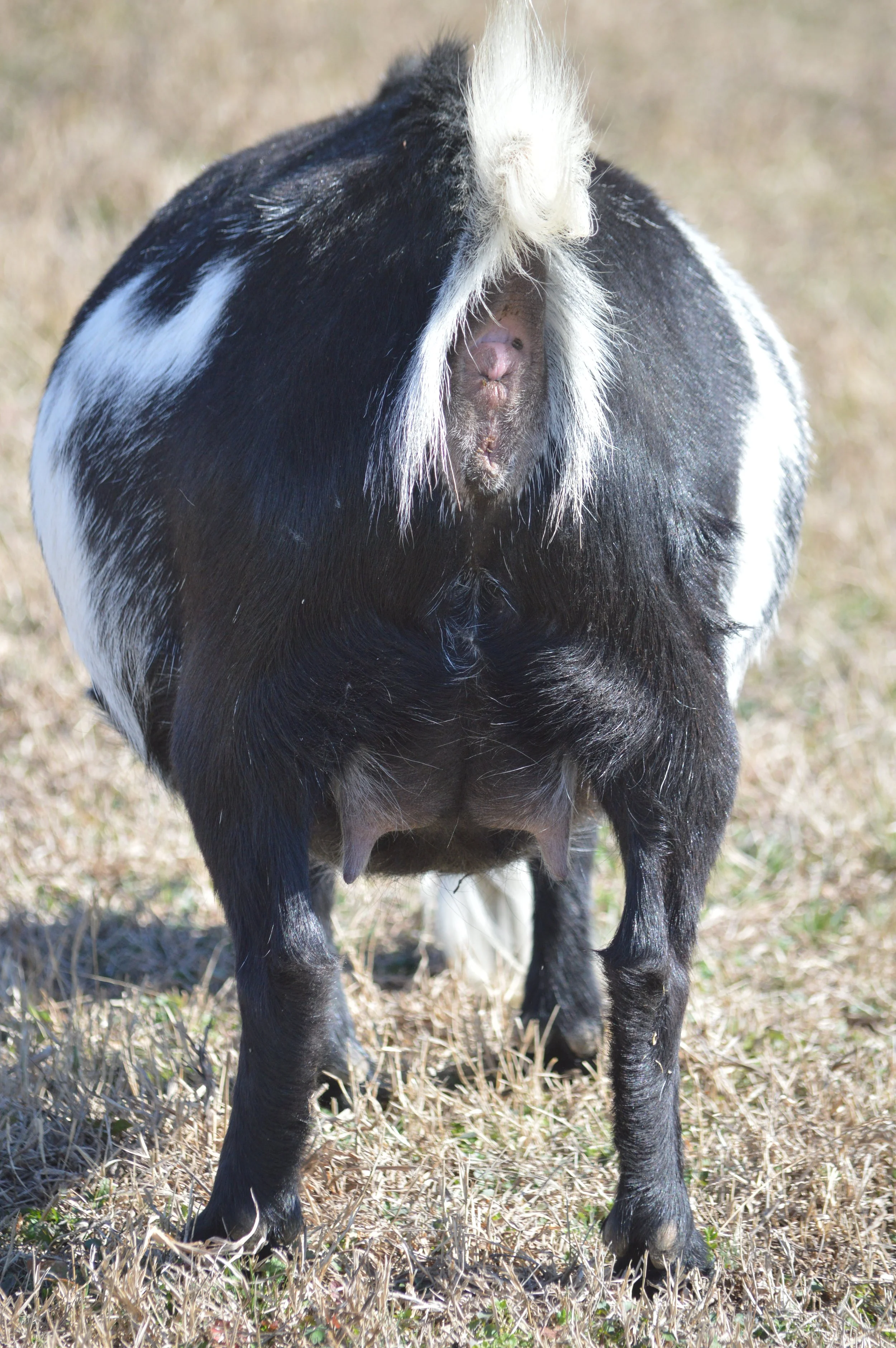 Dove pictured 02/12/2026, pre-fresh