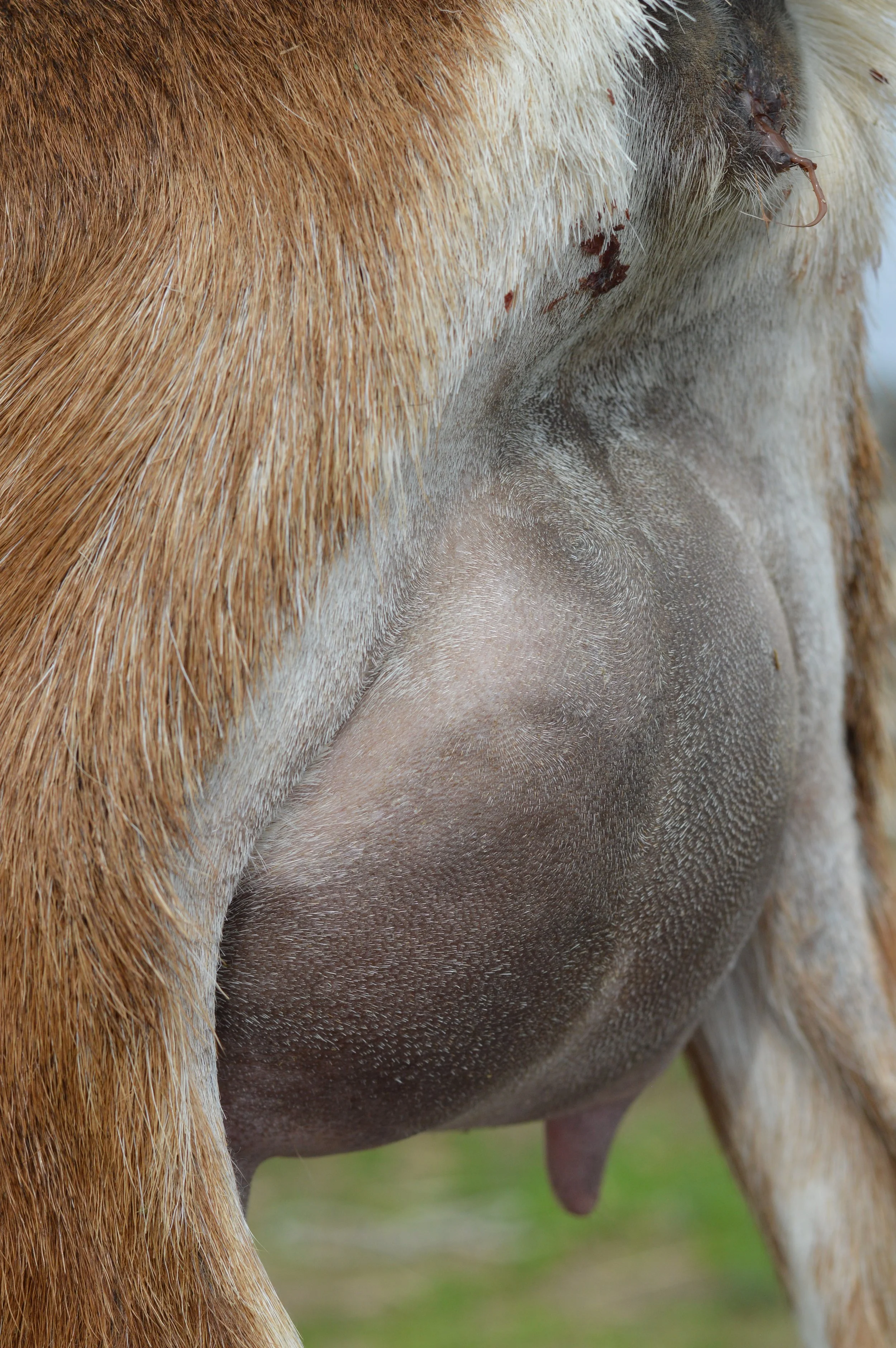 First freshening, kidded 2/18/23 with buck/doe twins; photo taken 3/1/23